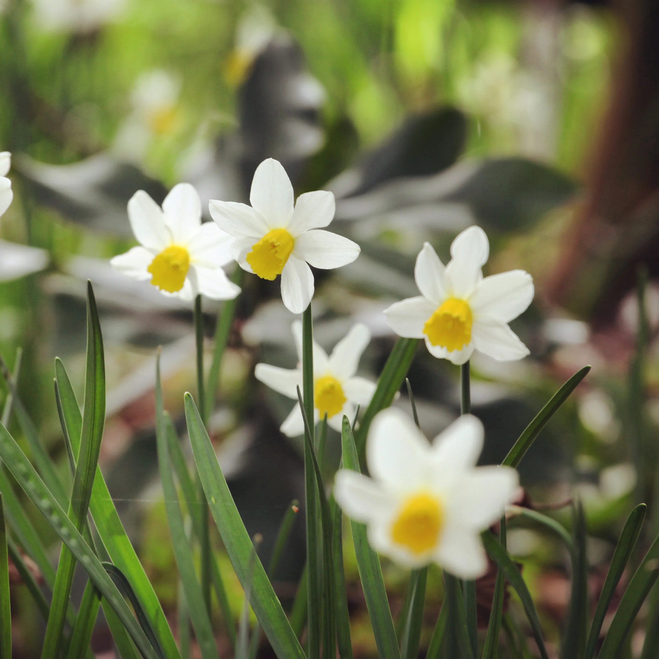 Daffodil 'Snipe' - Image 2