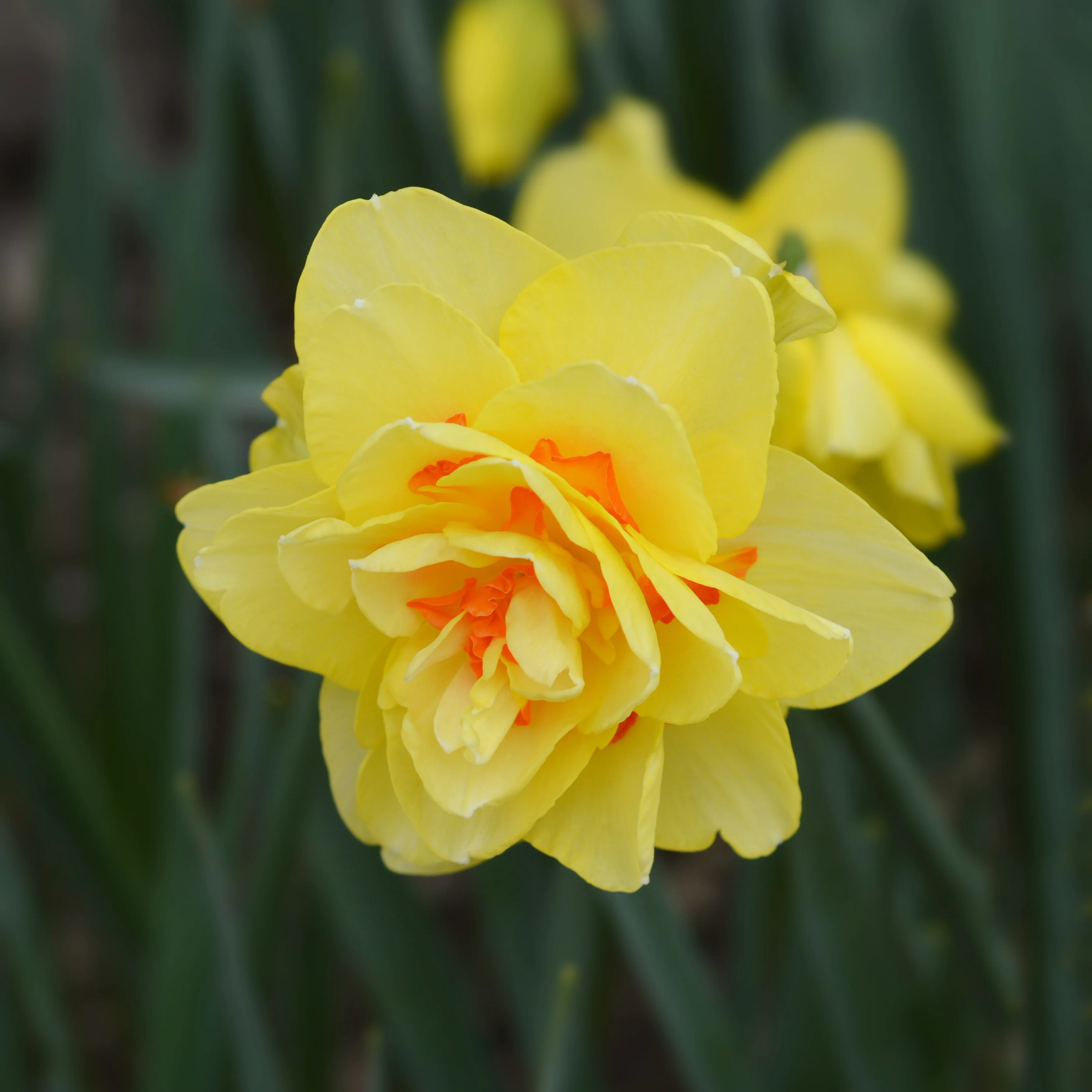 Daffodil 'Tahiti' - Image 2