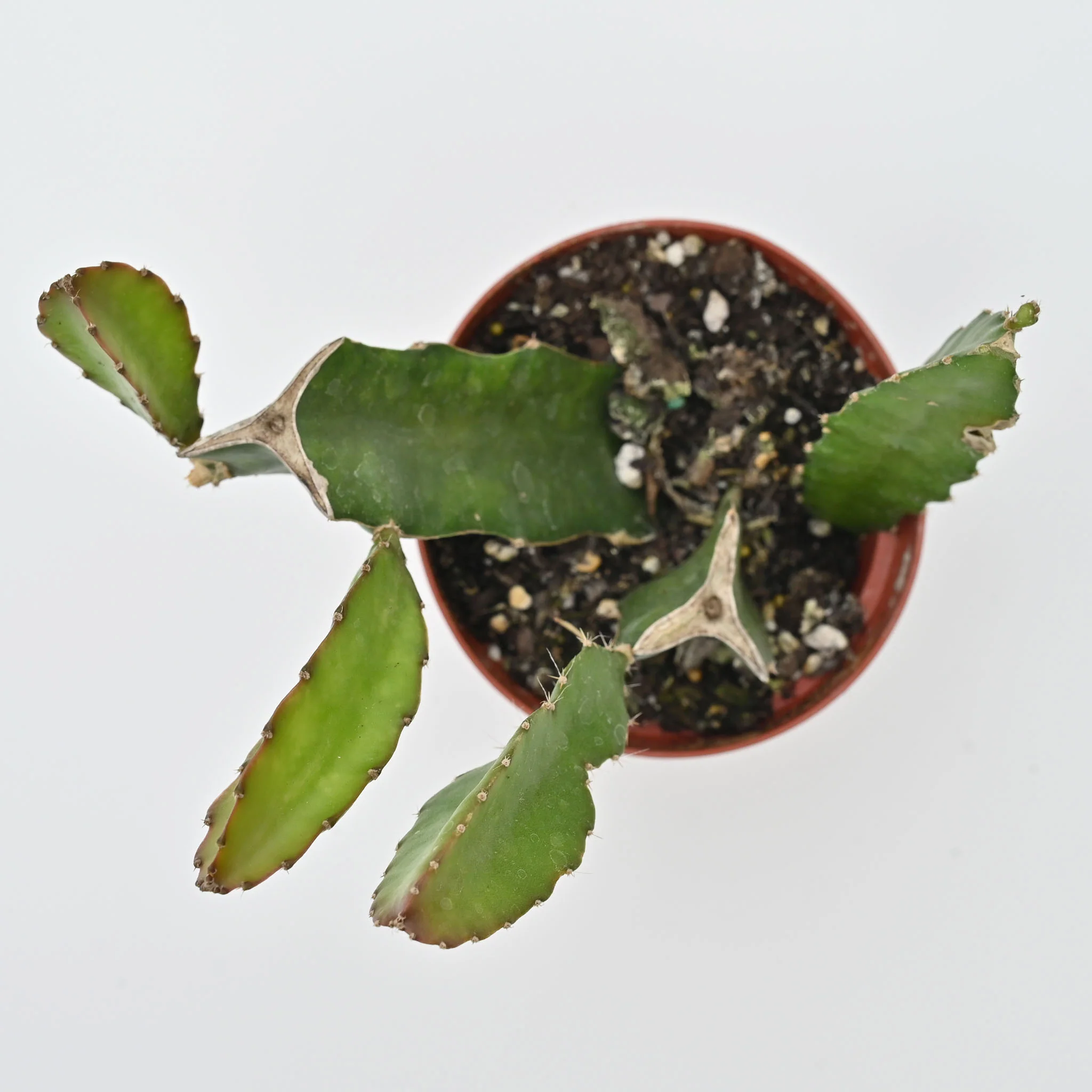 Dragon Fruit Cactus | Selenicereus undatus - Image 2