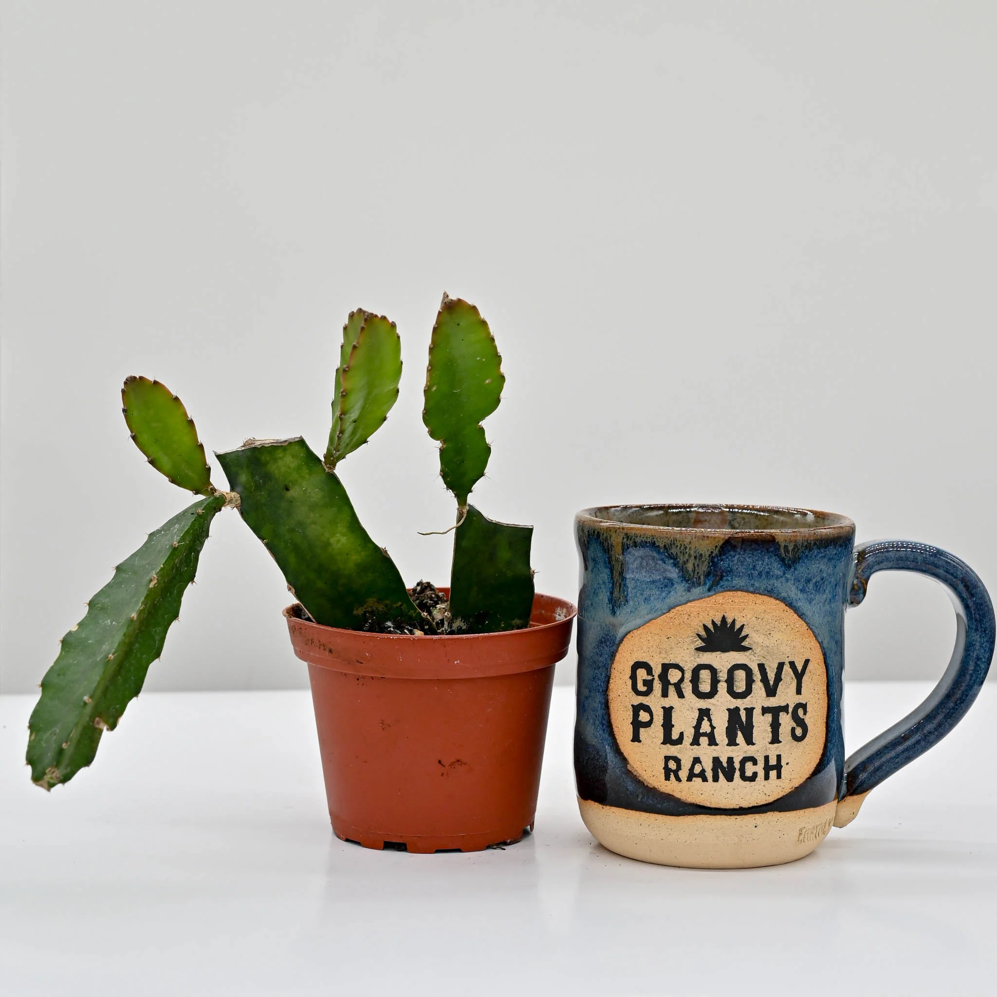 Dragon Fruit Cactus | Selenicereus undatus - Image 3