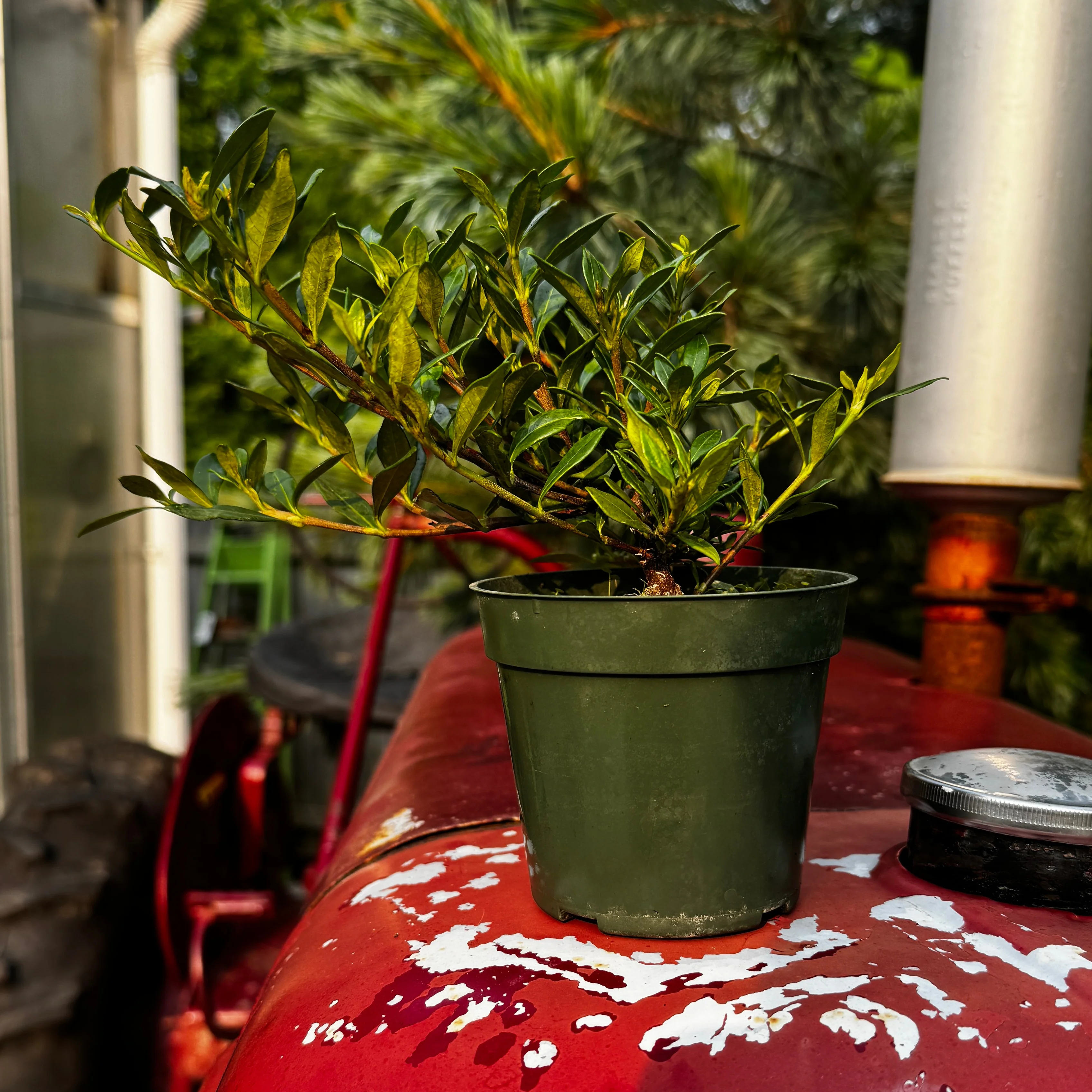 Dwarf Gardenia | Gardenia jasminoides 'Radicans' - Image 3