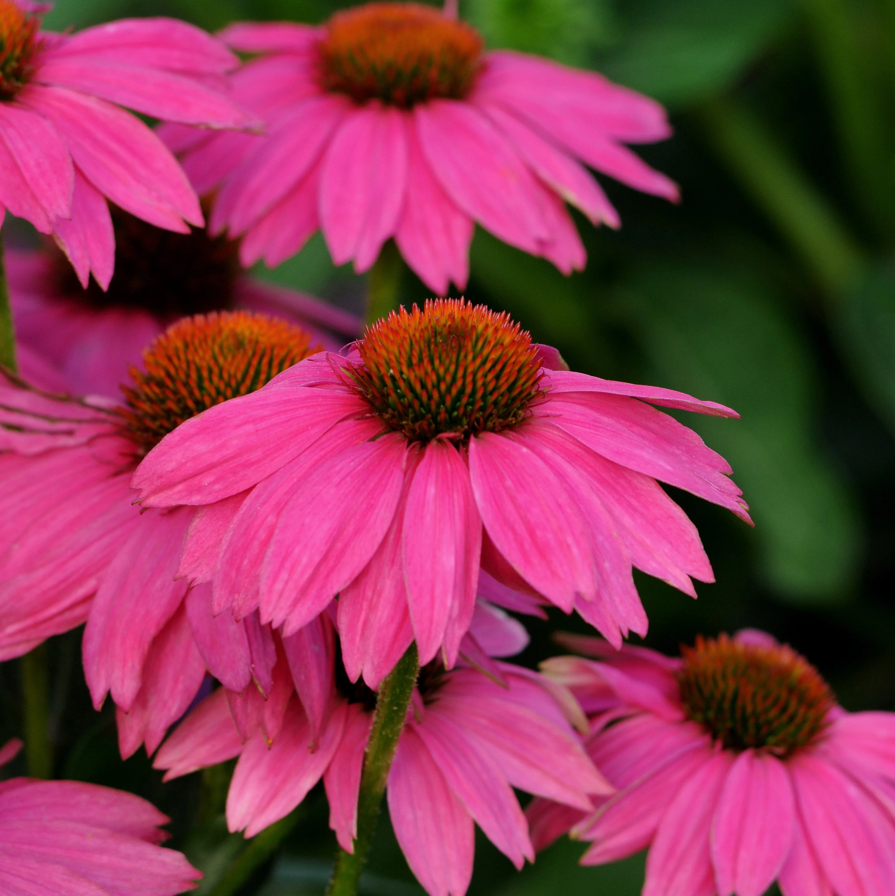 Coneflower | Echinacea PowWow® Wild Berry - Image 3