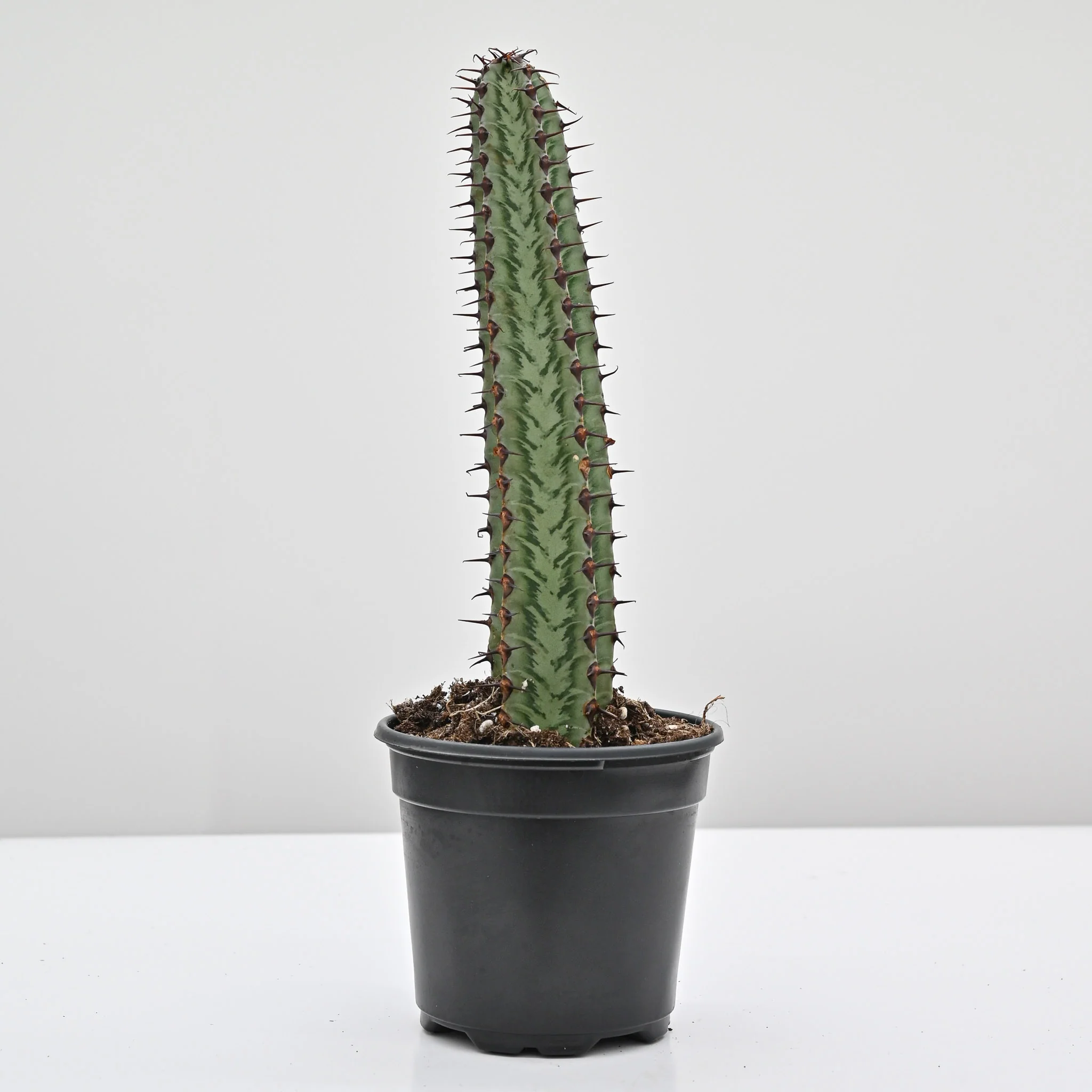 Euphorbia confinalis ssp. rhodesia variegata 'Zebra' - Image 2