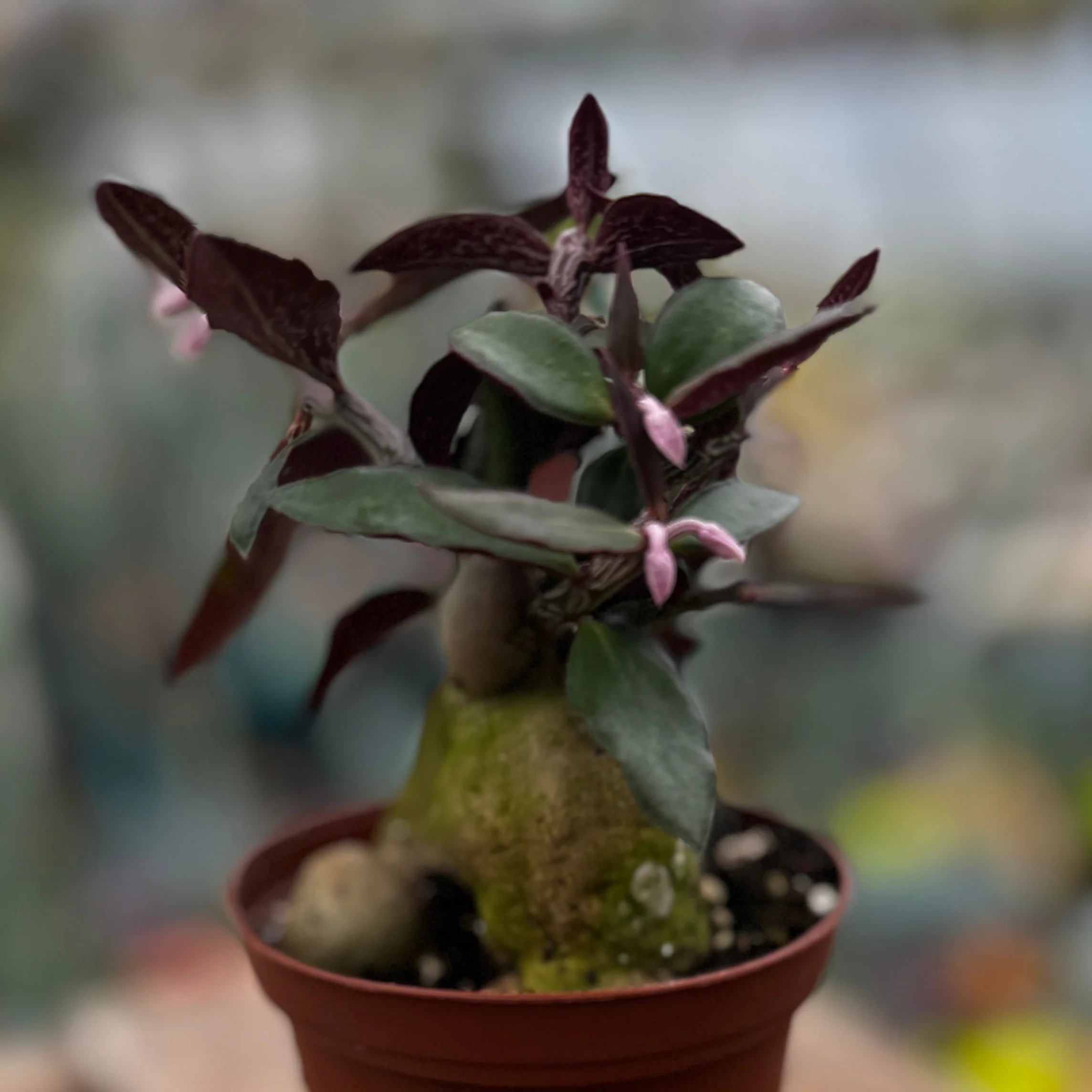 Euphorbia Red Monadenium | Euphorbia neorubella
