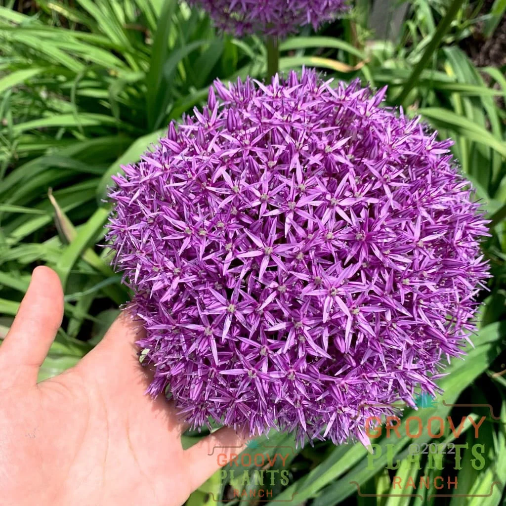 Allium 'Globemaster' - Image 3