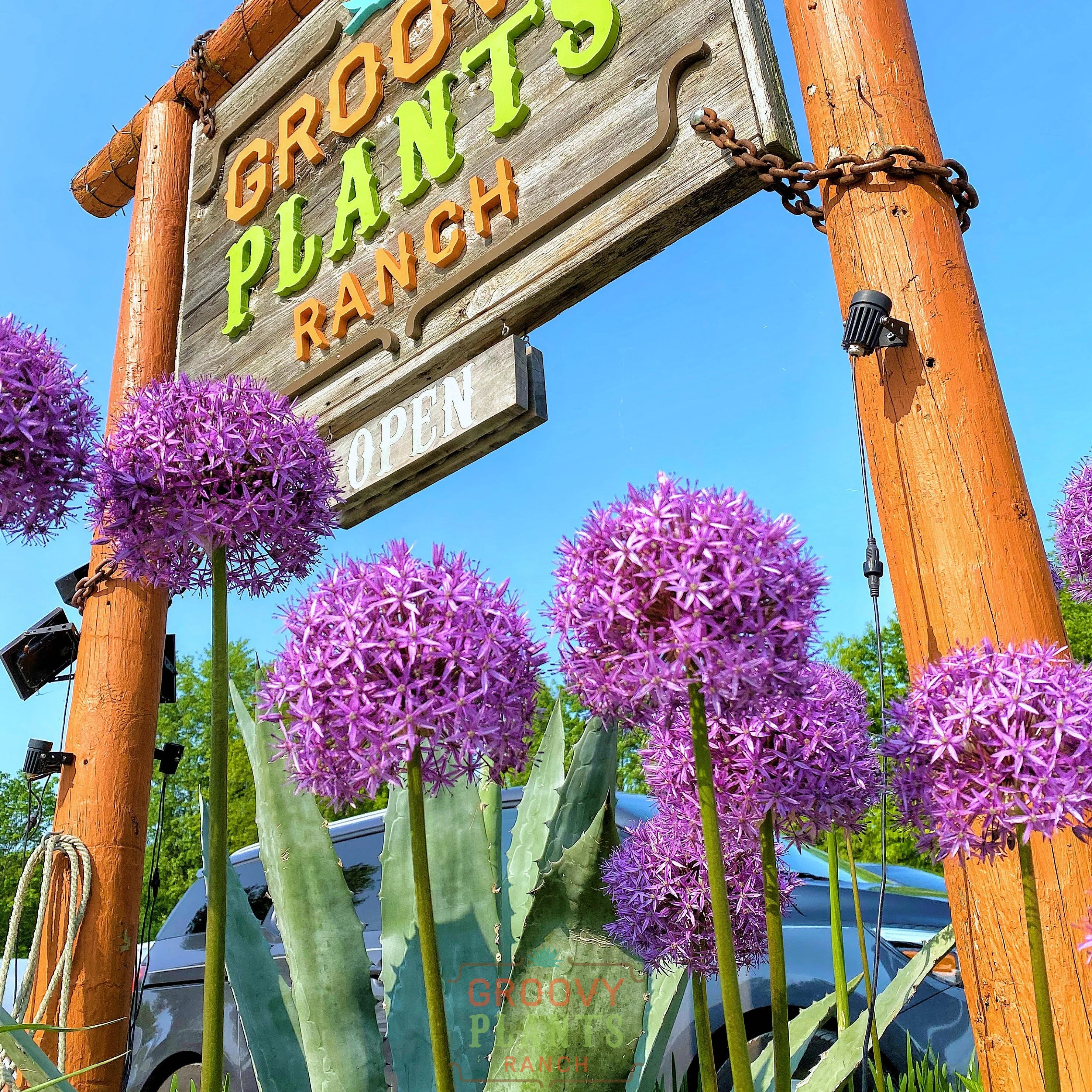 Allium 'Globemaster' - Image 4