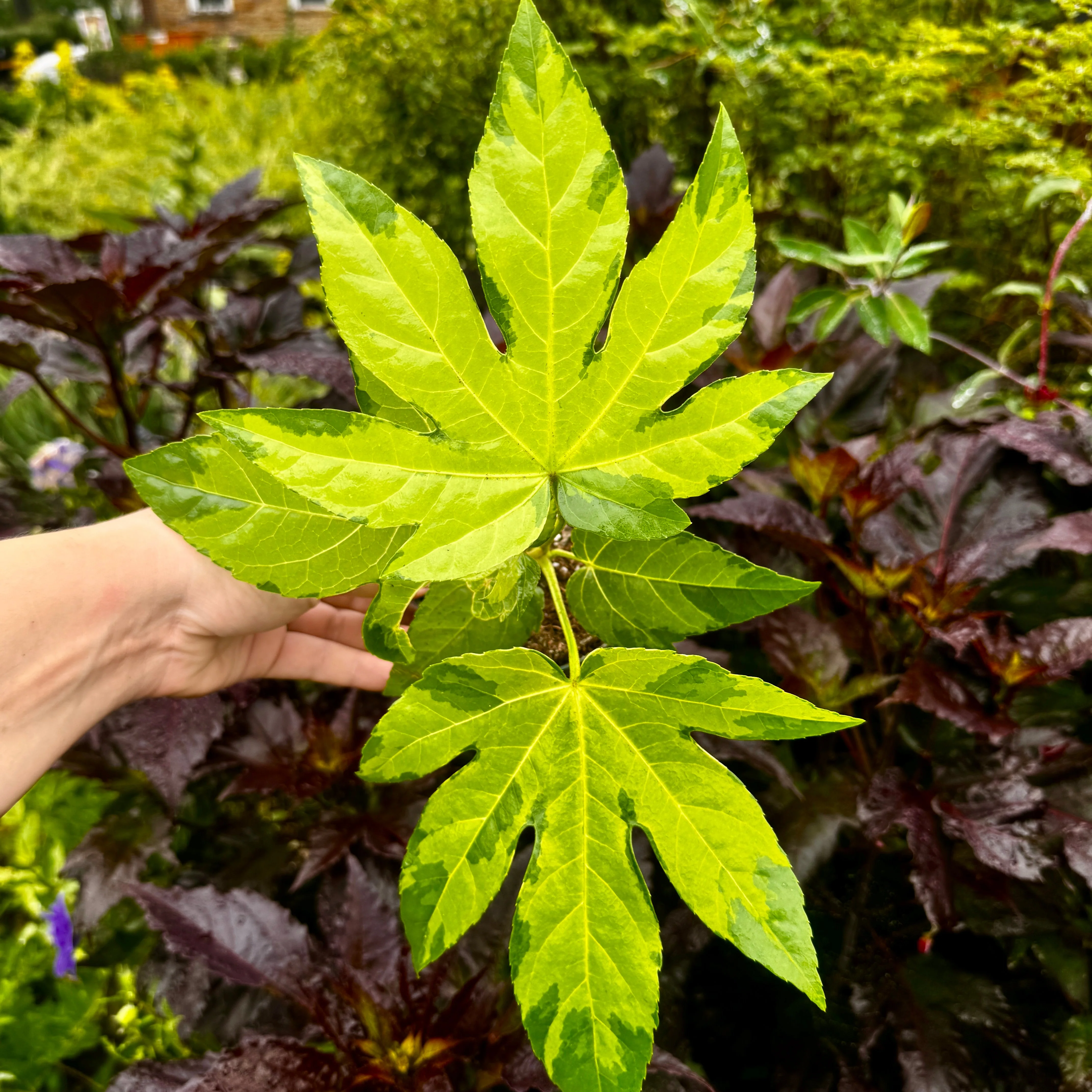 Fatsia Japonica 'Camoflage' - Image 3