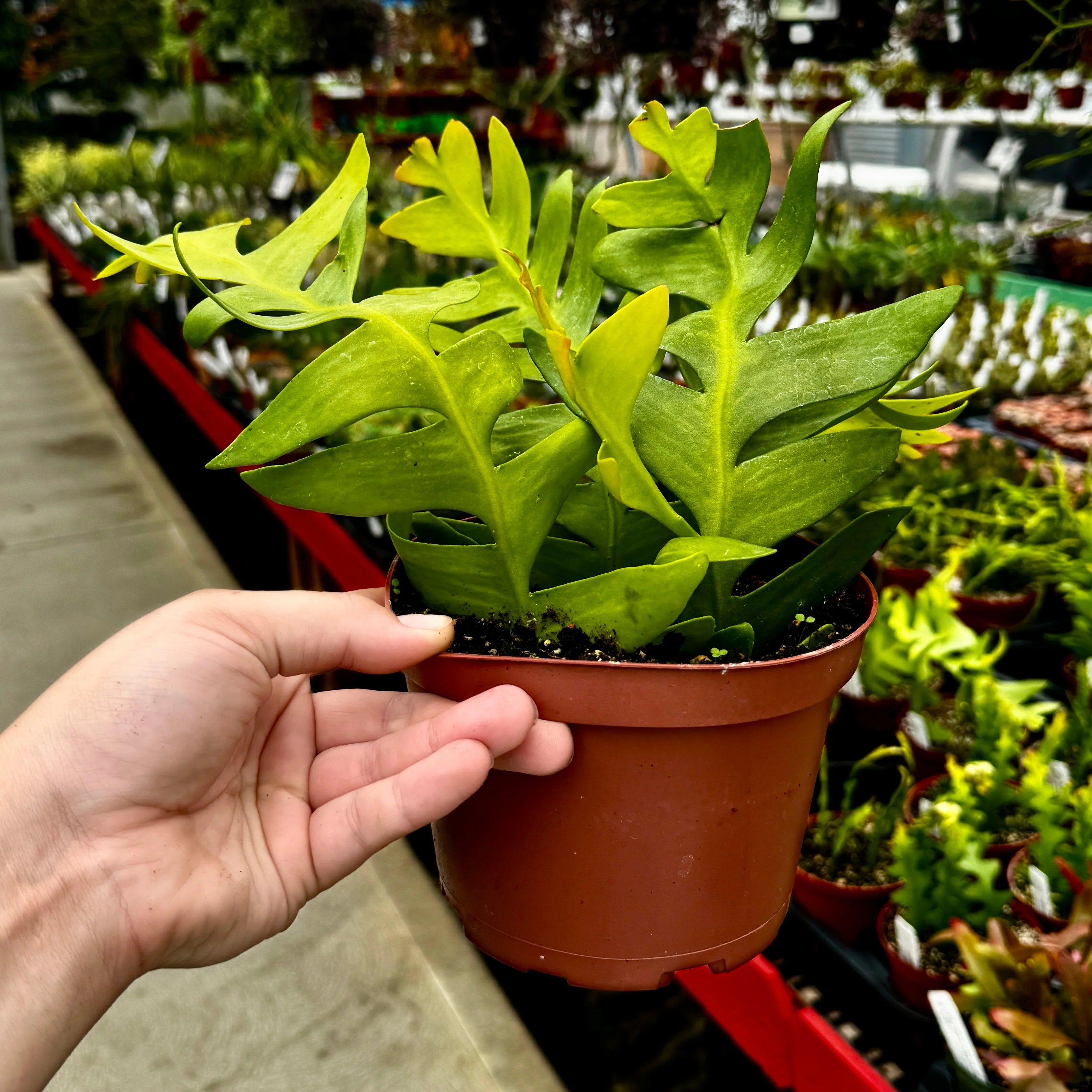 Fern Leaf Cactus | Selenicereus chrysocardium - Image 2