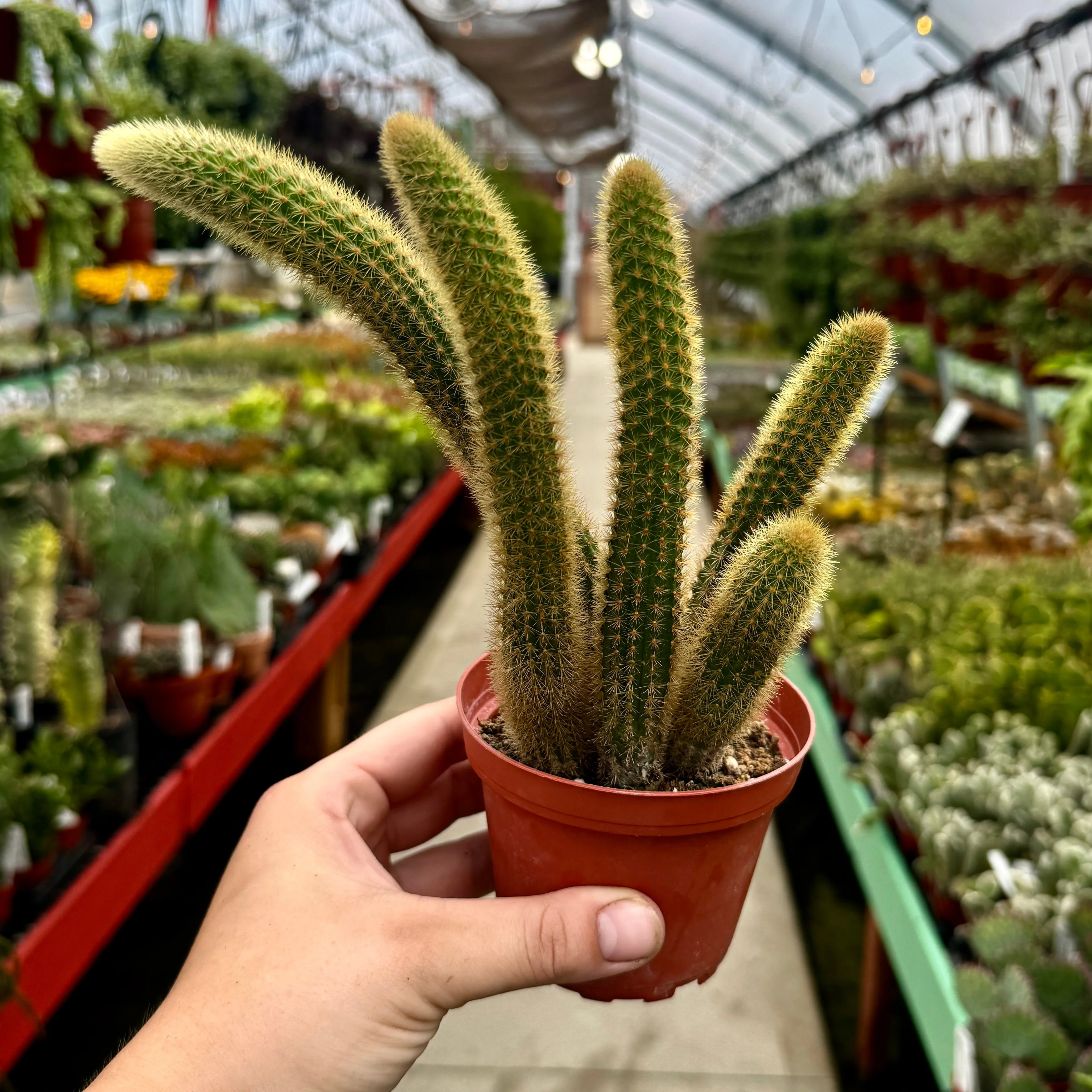 Foxtail Cactus | Cleistocactus winteri - Image 2