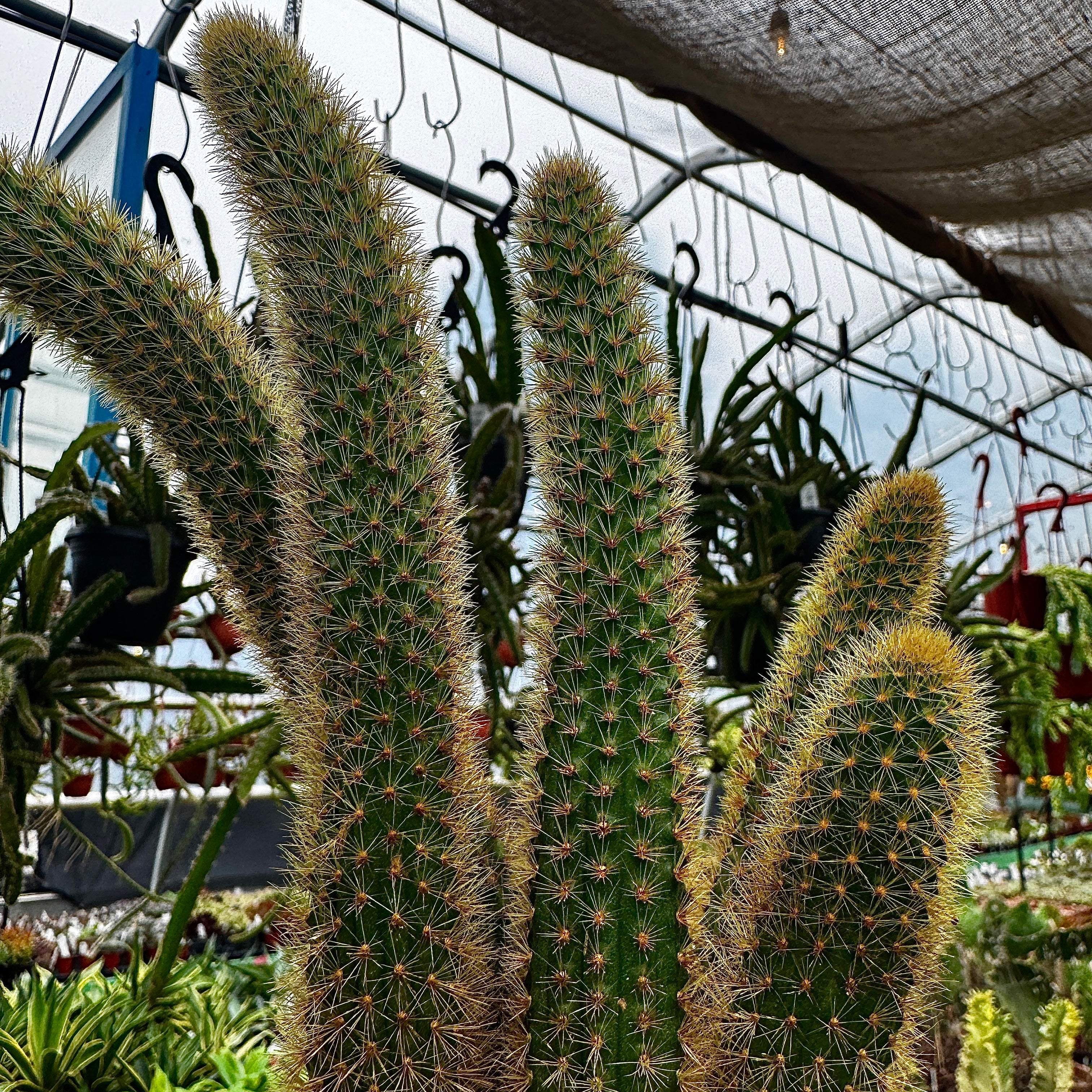 Foxtail Cactus | Cleistocactus winteri - Image 3