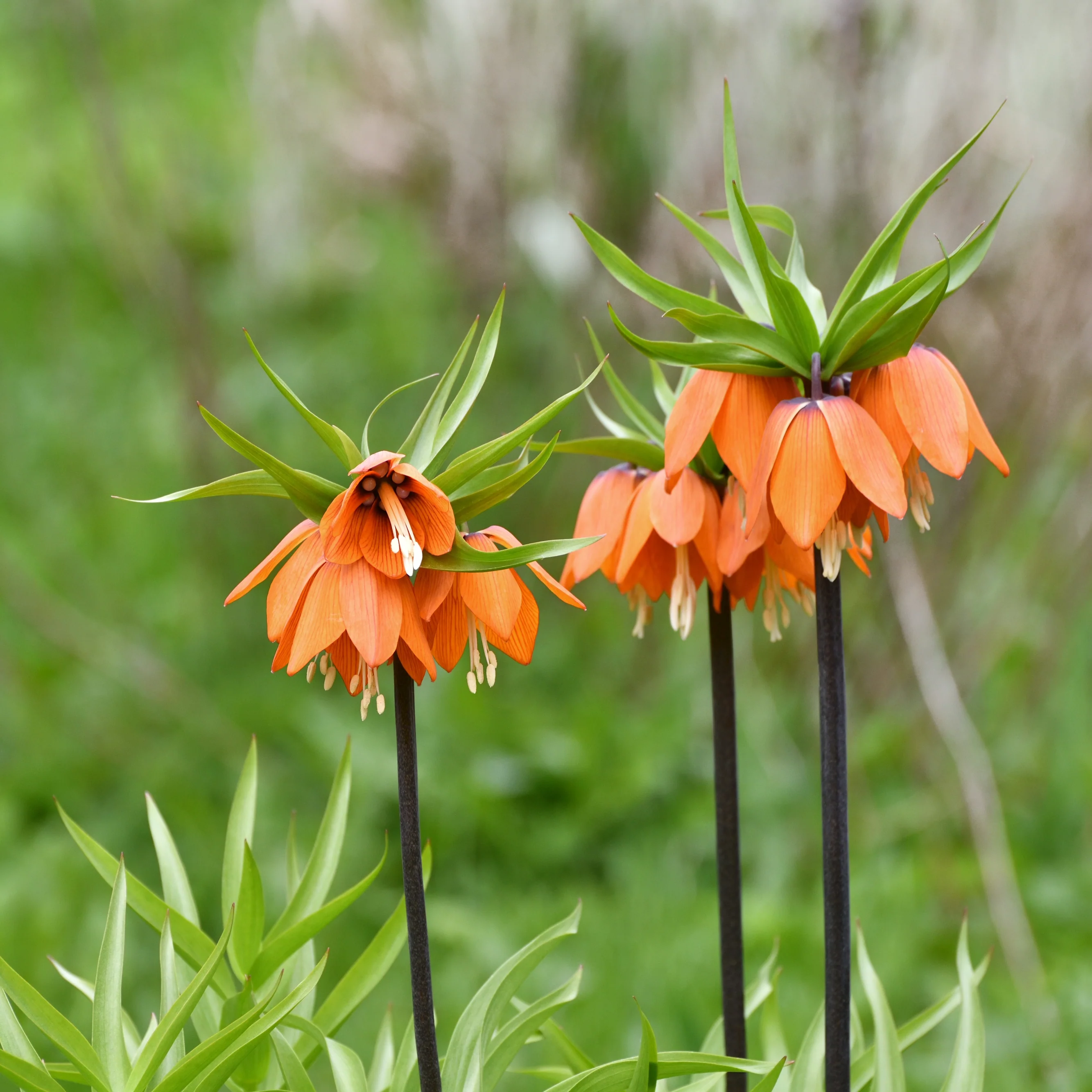 Red Crown Imperial Fritillary - Image 2