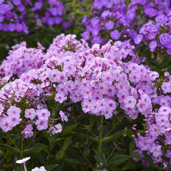 Garden Phlox 'Uptown Girl' - Image 2