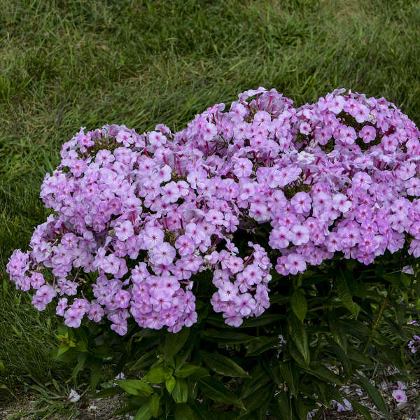 Garden Phlox 'Uptown Girl' - Image 3