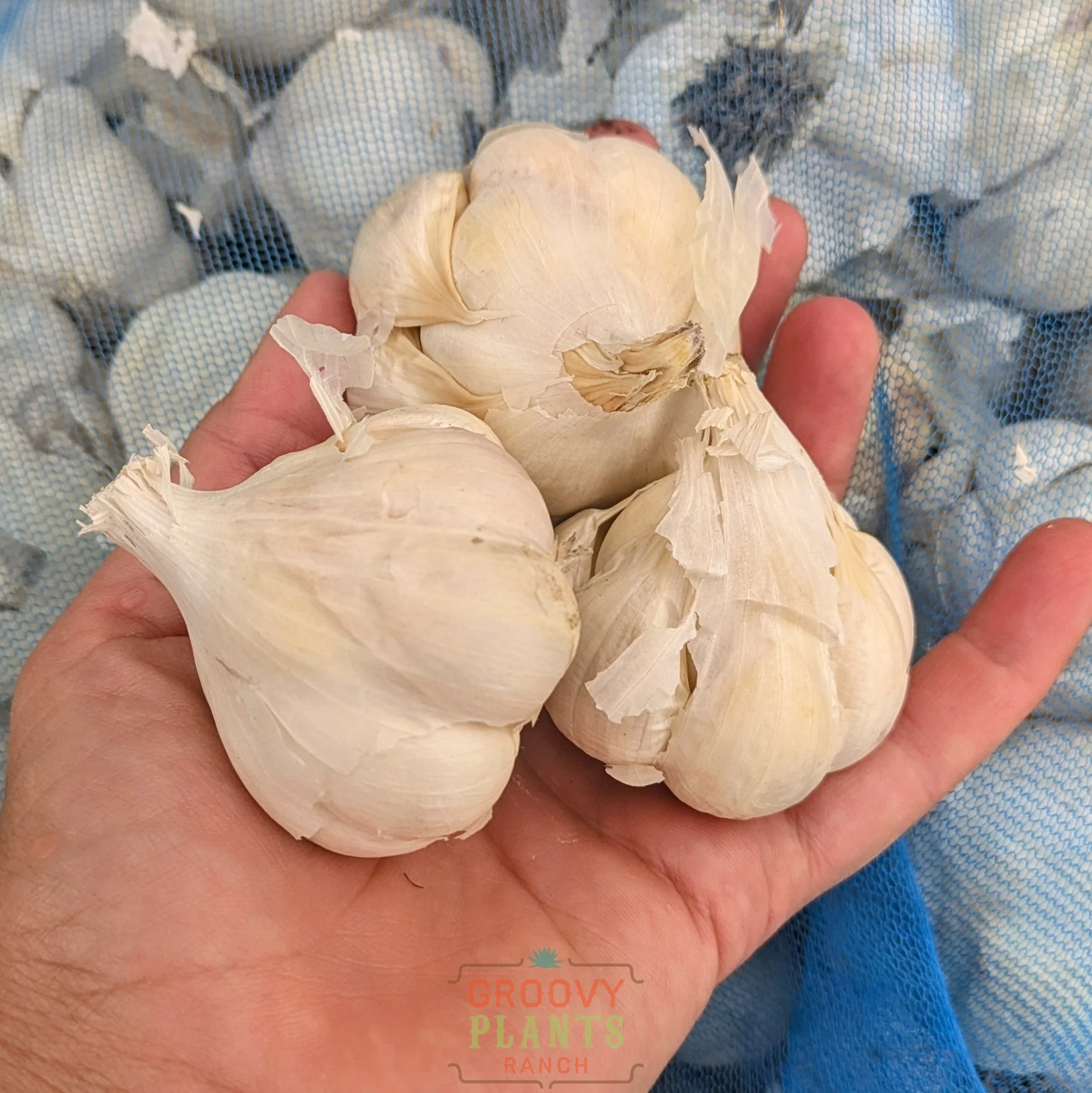 Garlic | Mennonite Hardneck - Pickup October 16th - 19th - Image 2