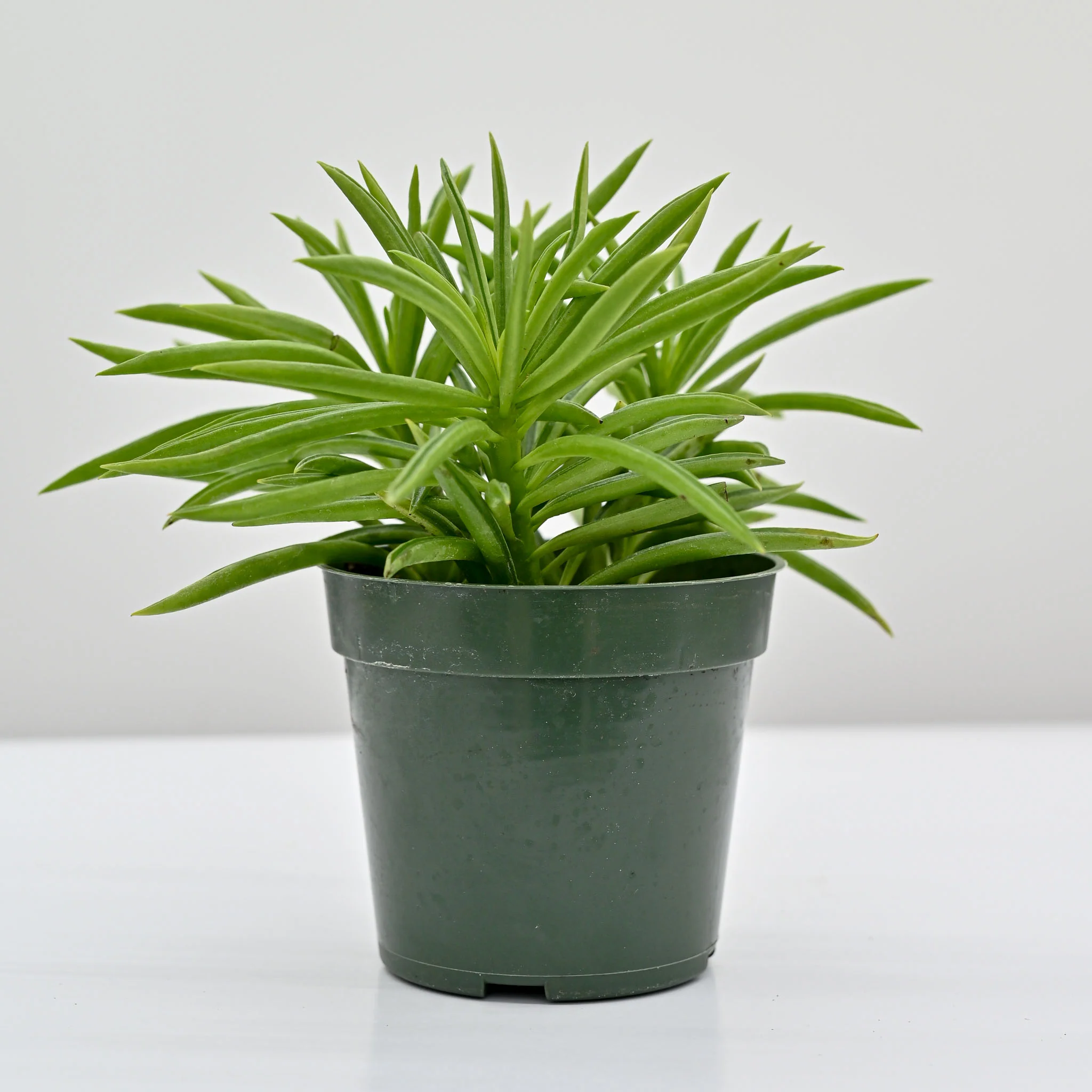 Happy Bean Plant | Peperomia ferreyrae - Image 2