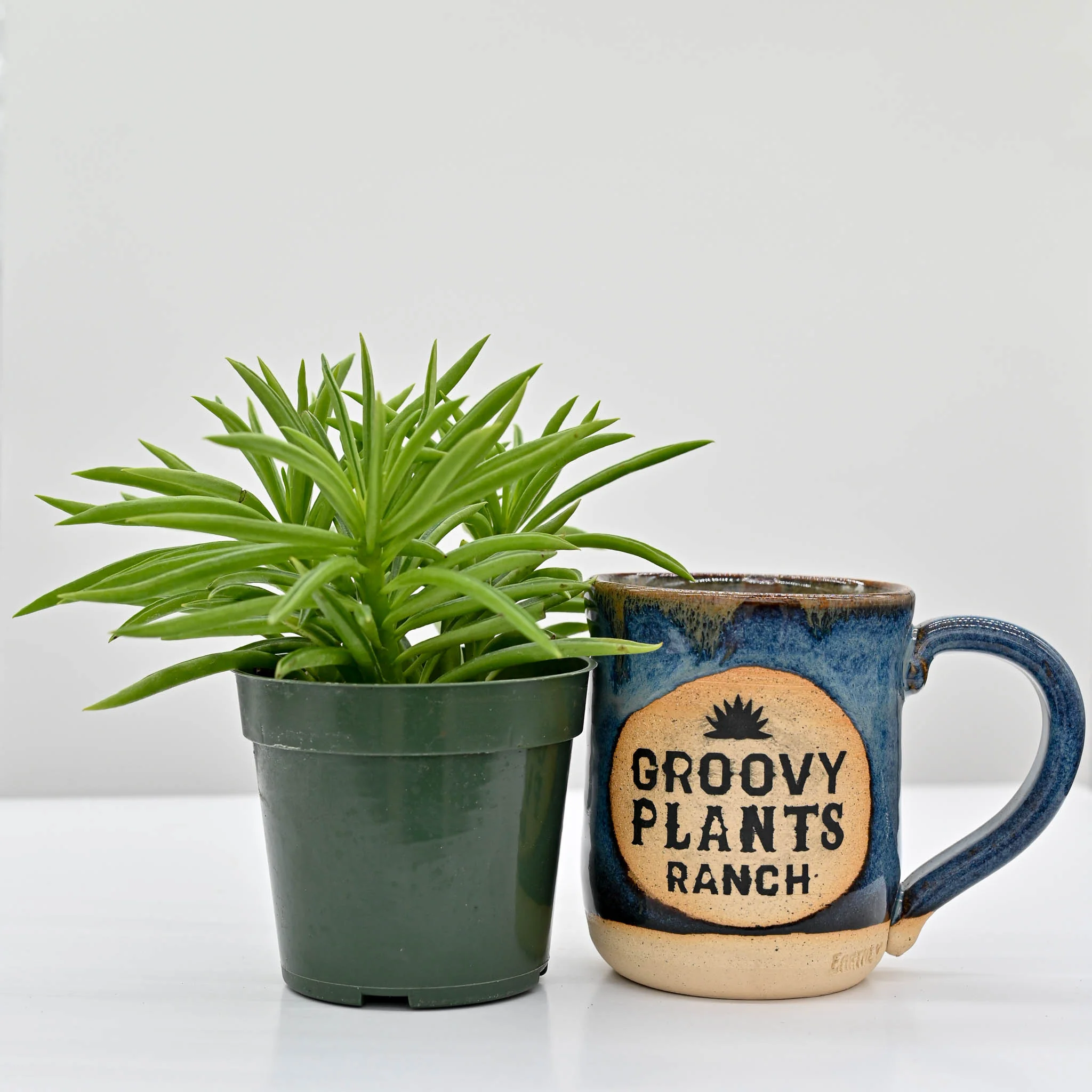 Happy Bean Plant | Peperomia ferreyrae - Image 3