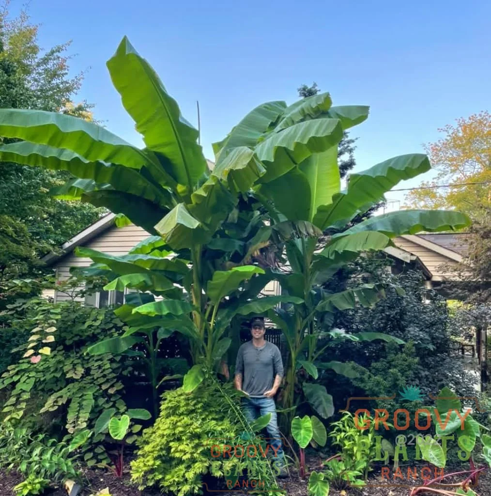 Ohio Winter Hardy Banana ~ Whole Grove of 9 Hefty Plants for Preorder - Image 2