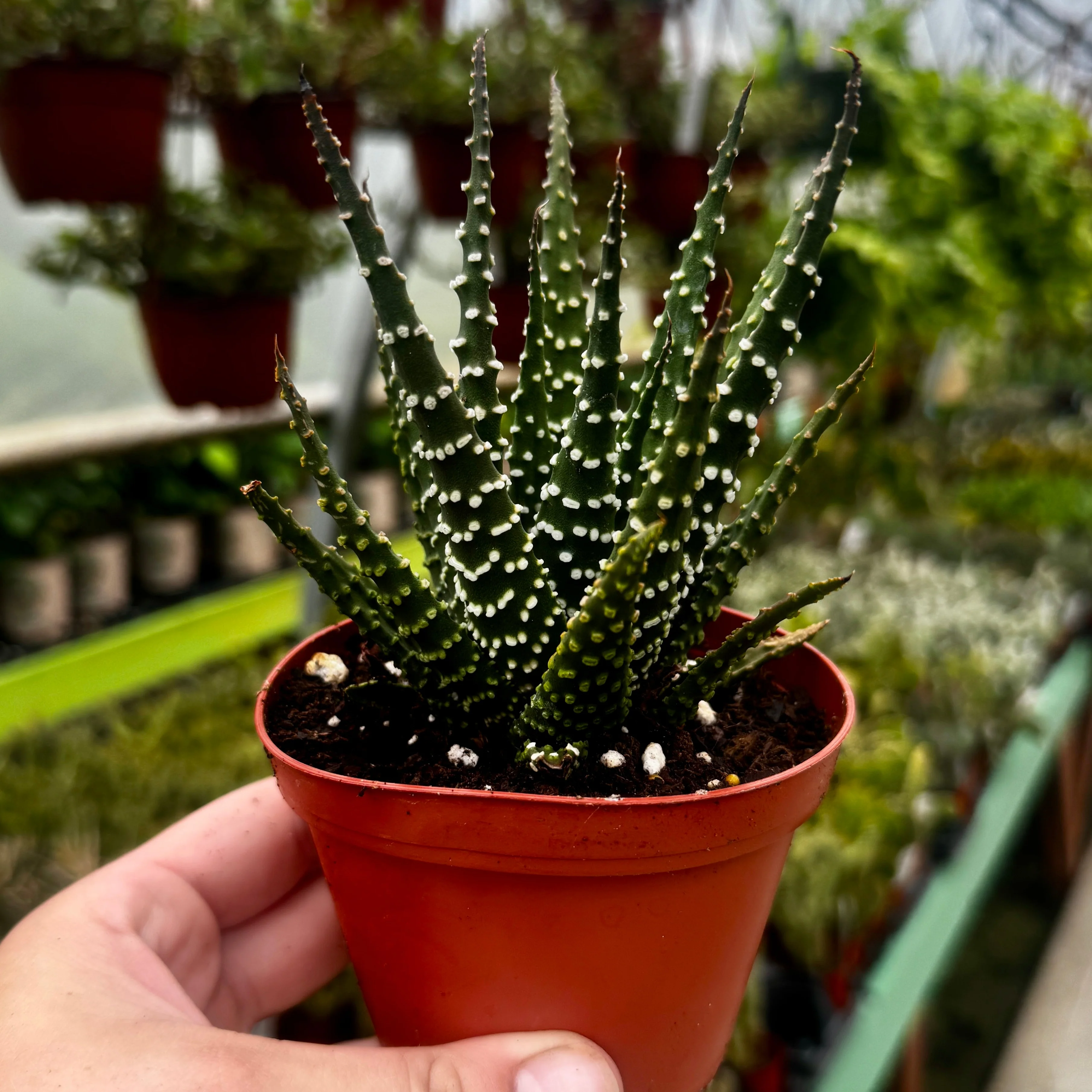 Pearl Plant | Haworthia Margaritifera