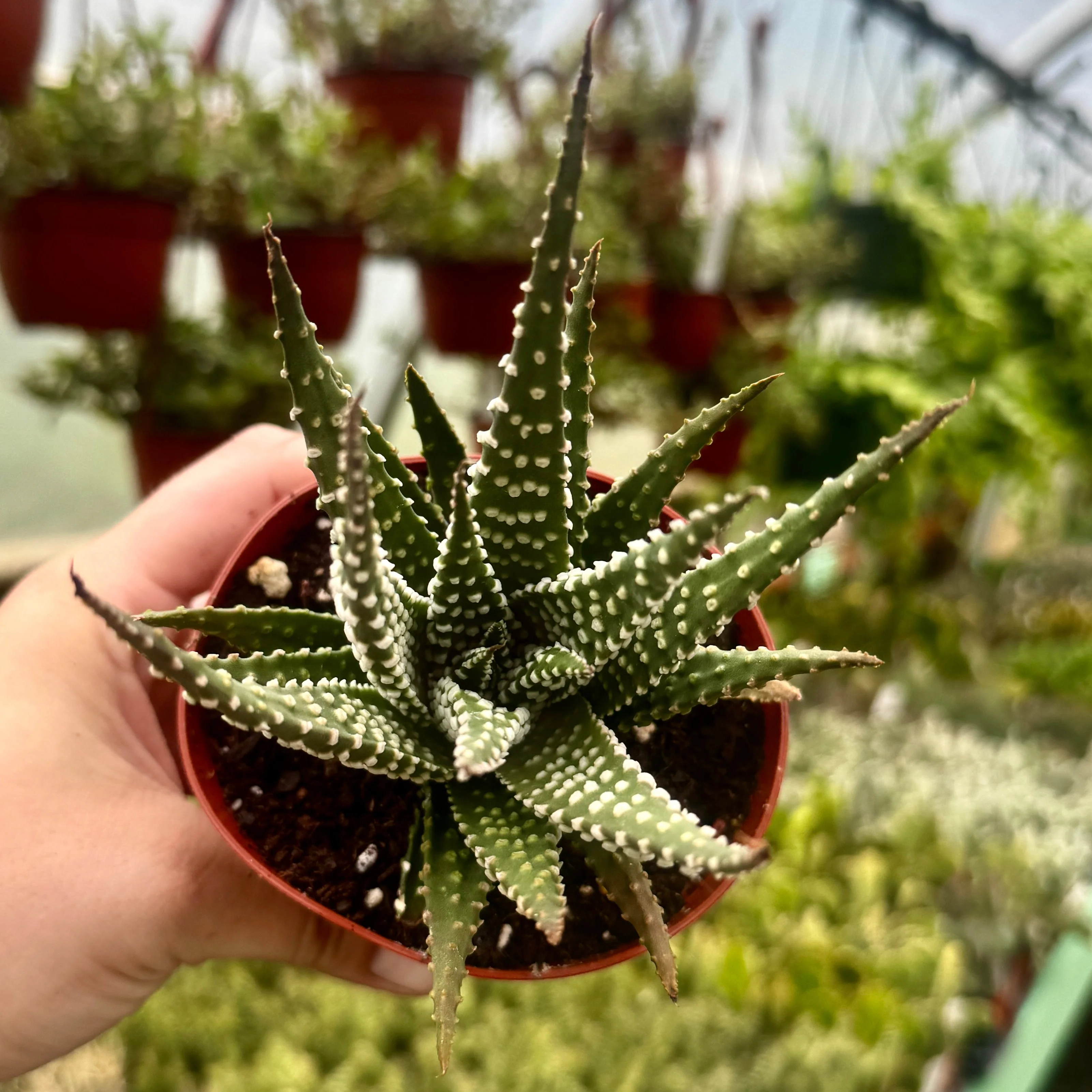 Pearl Plant | Haworthia Margaritifera - Image 2