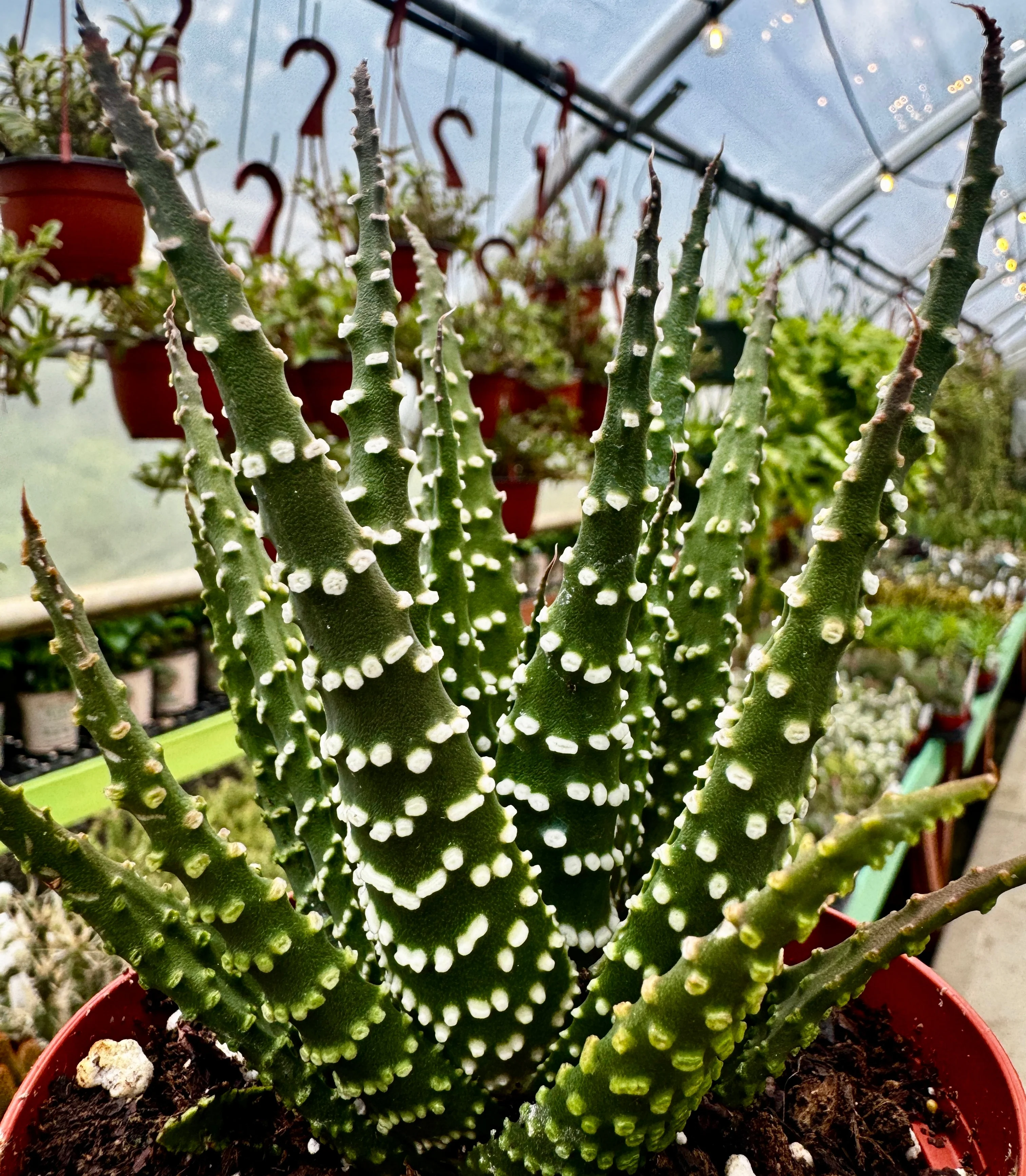Pearl Plant | Haworthia Margaritifera - Image 3