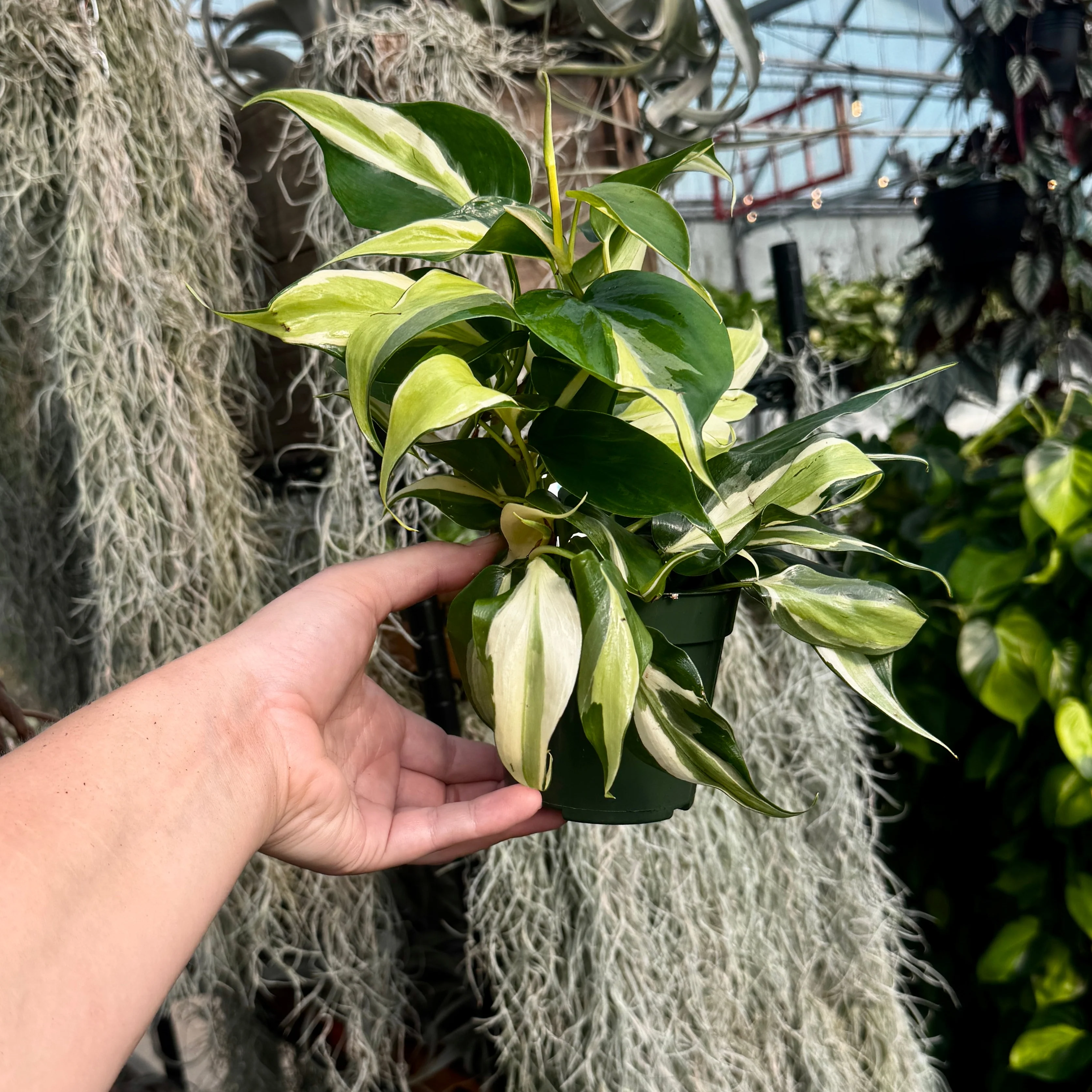 Heartleaf Philodendron | 4" Philodendron Hederaceum 'Silver Stripe'