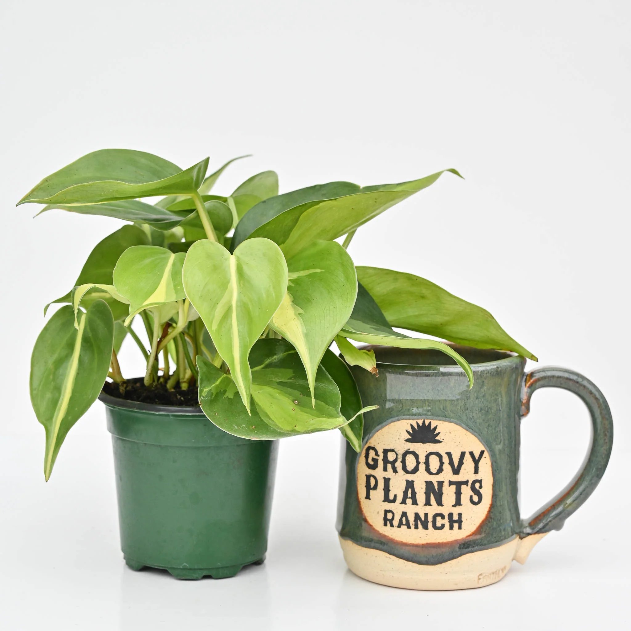 Brazil Philodendron | Philodendron hederaceum 'Brasil' - Image 3