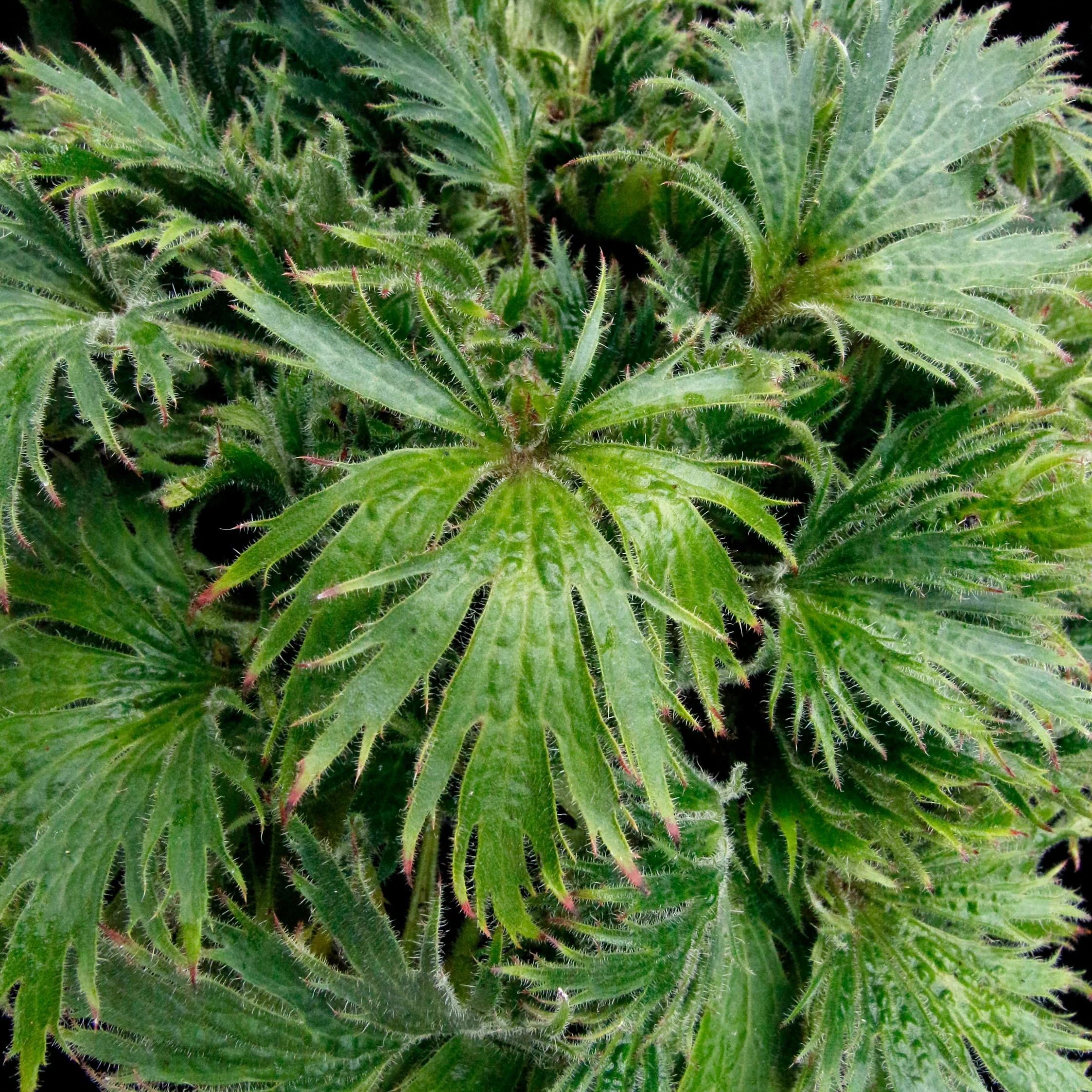 Coral Bells Fyre Wing™ 'Jadeite'