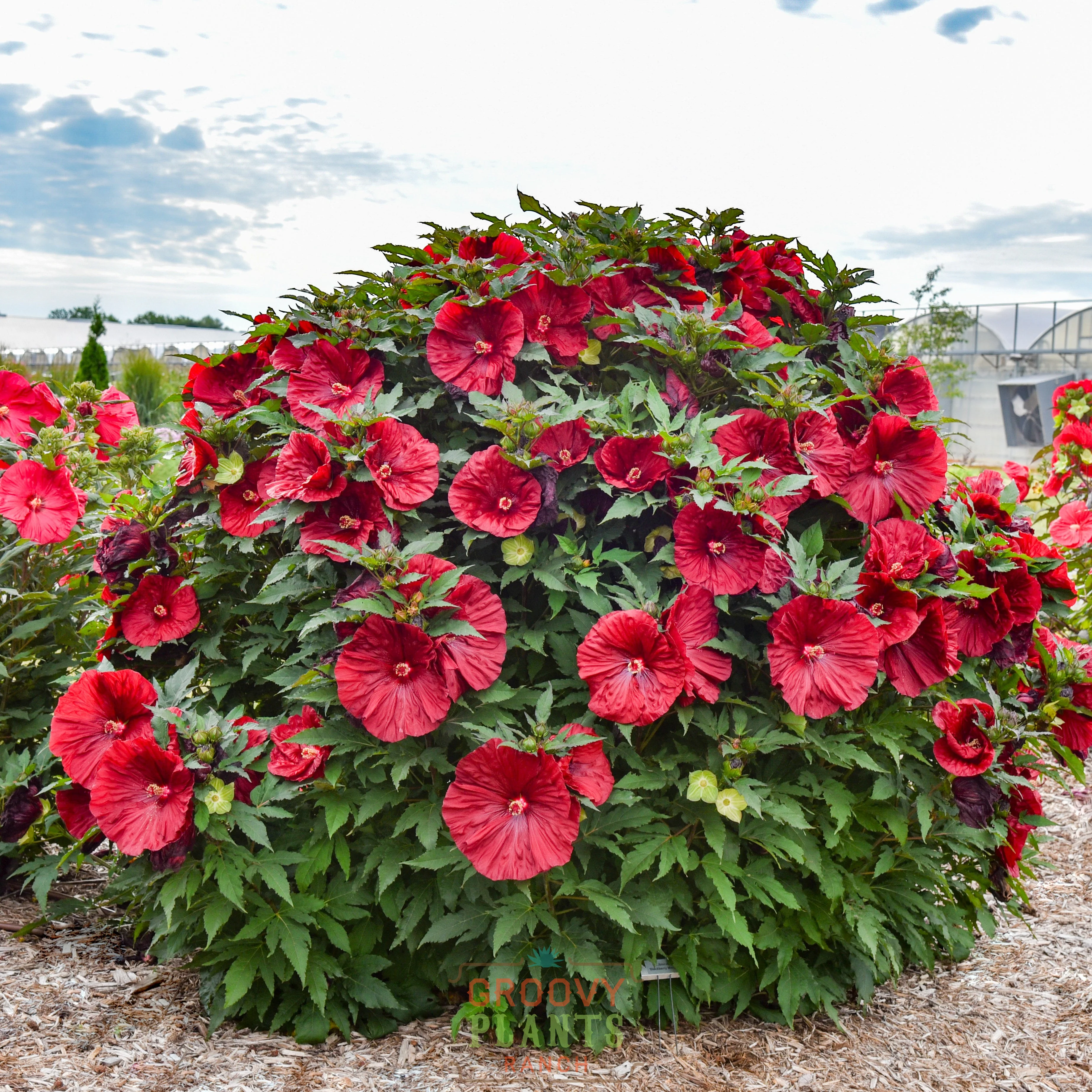 Hibiscus 'Blackberry Merlot' - Image 3