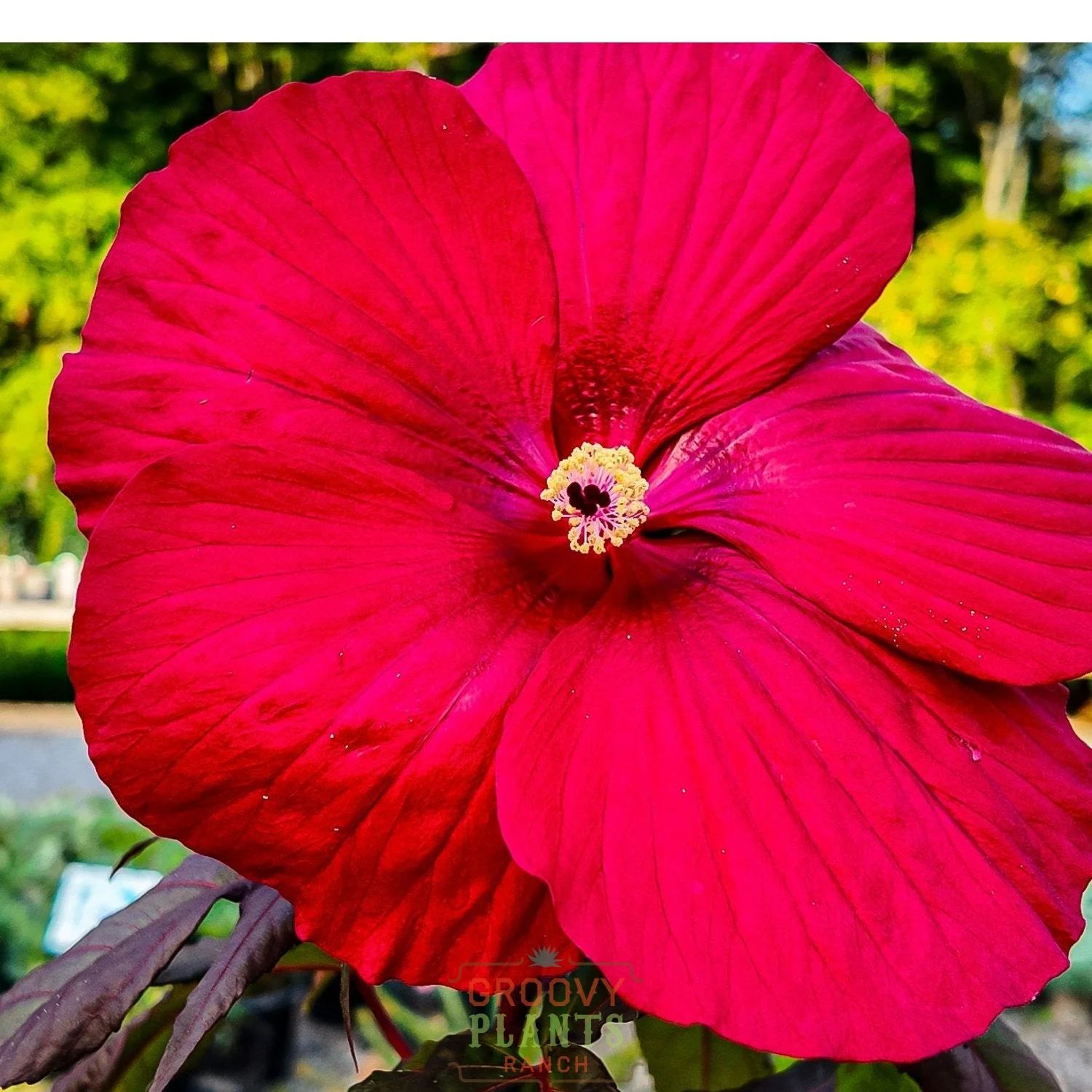 Hibiscus 'Midnight Marvel' - Image 3