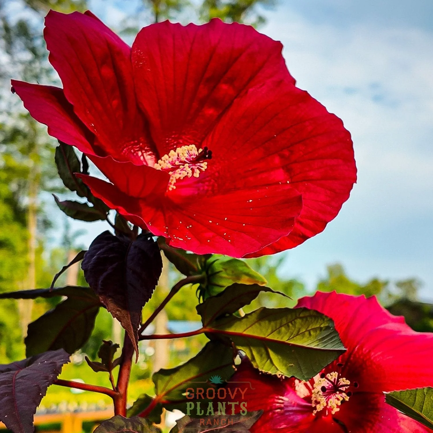 Hibiscus 'Midnight Marvel' - Image 4