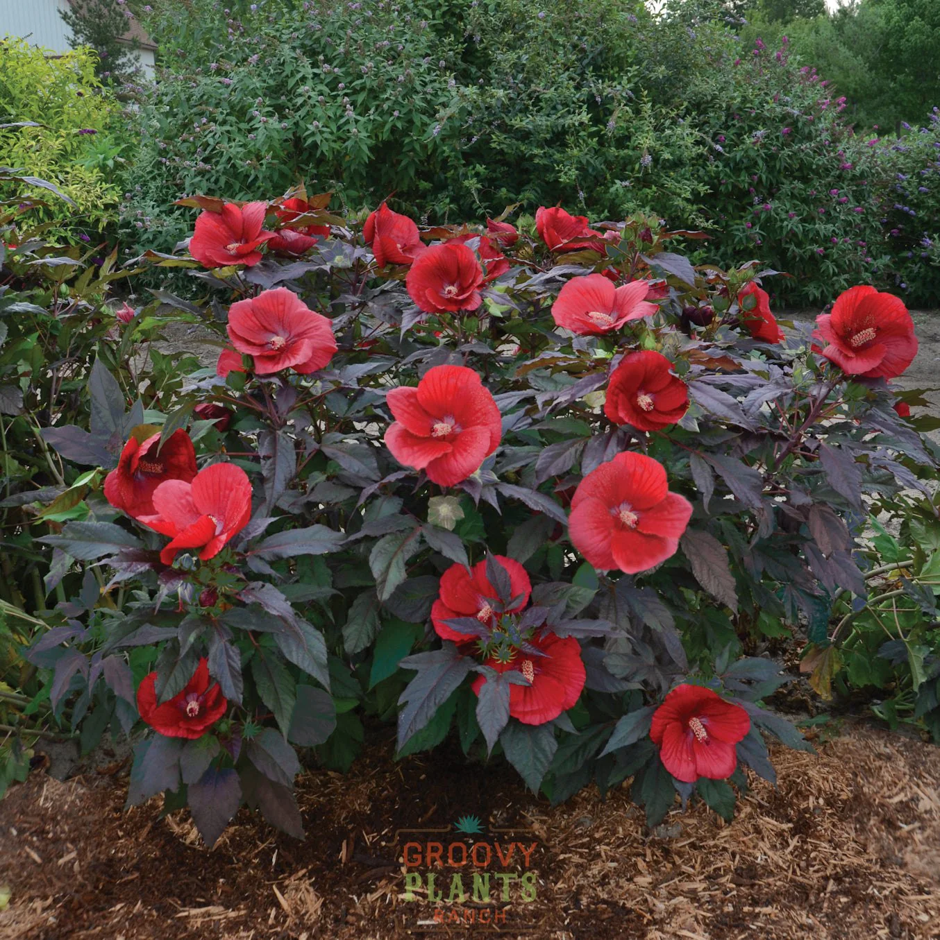 Hibiscus 'Midnight Marvel' - Image 5