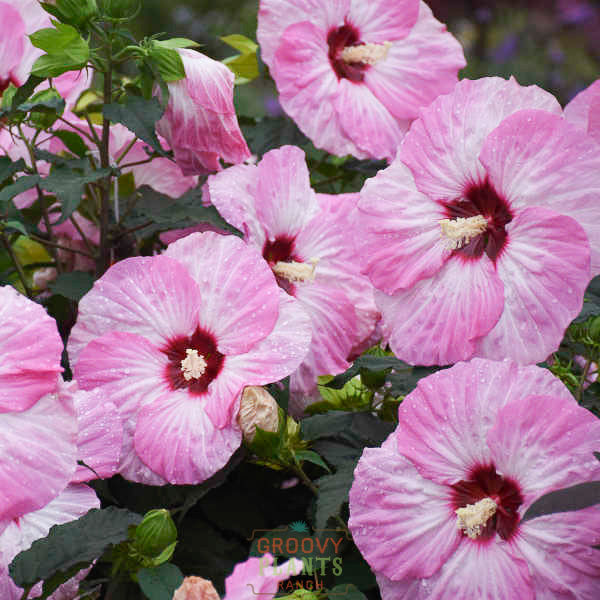 Hibiscus Summerific® 'Spinderella' - Image 3
