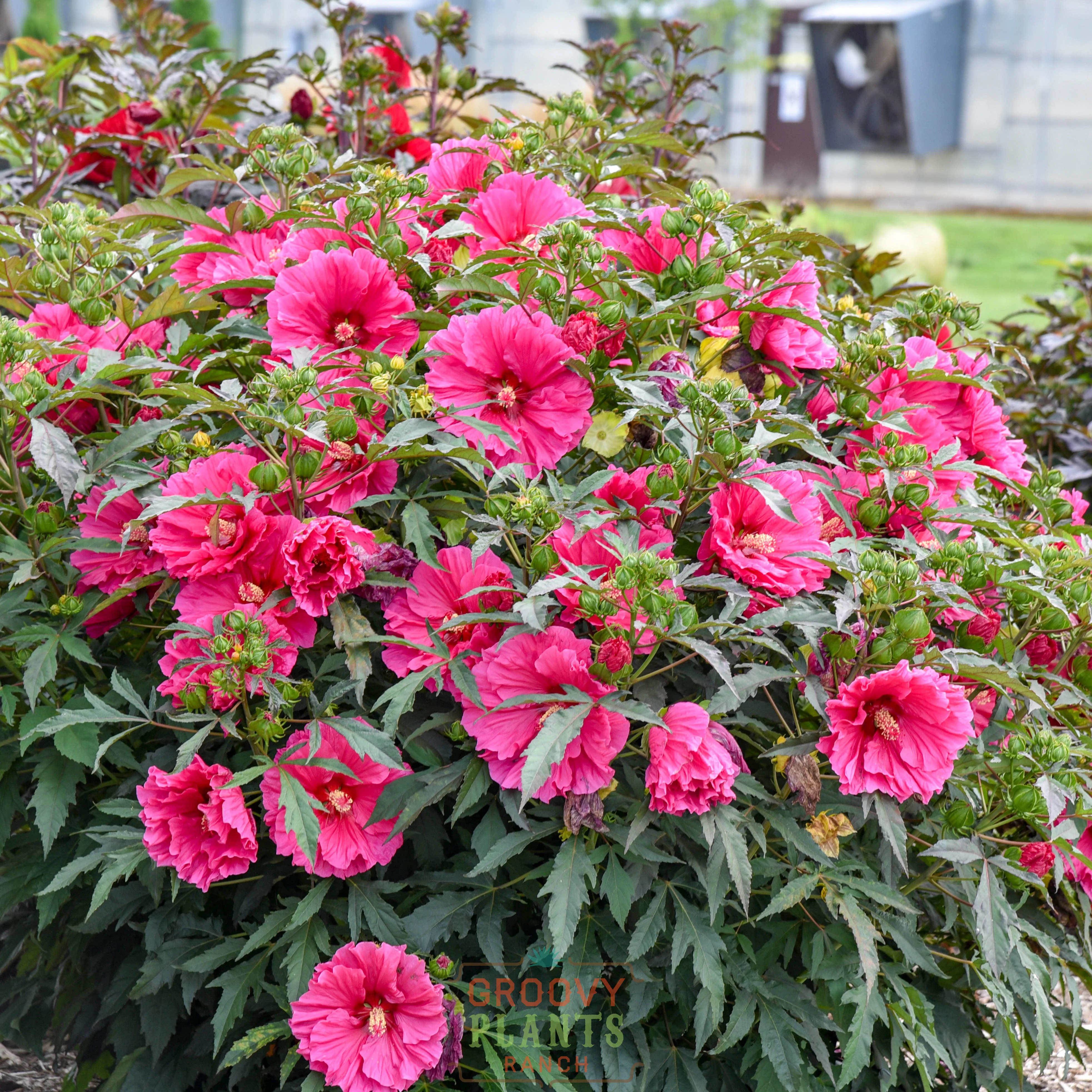 Hibiscus 'Watermelon Ruffles' - Image 3