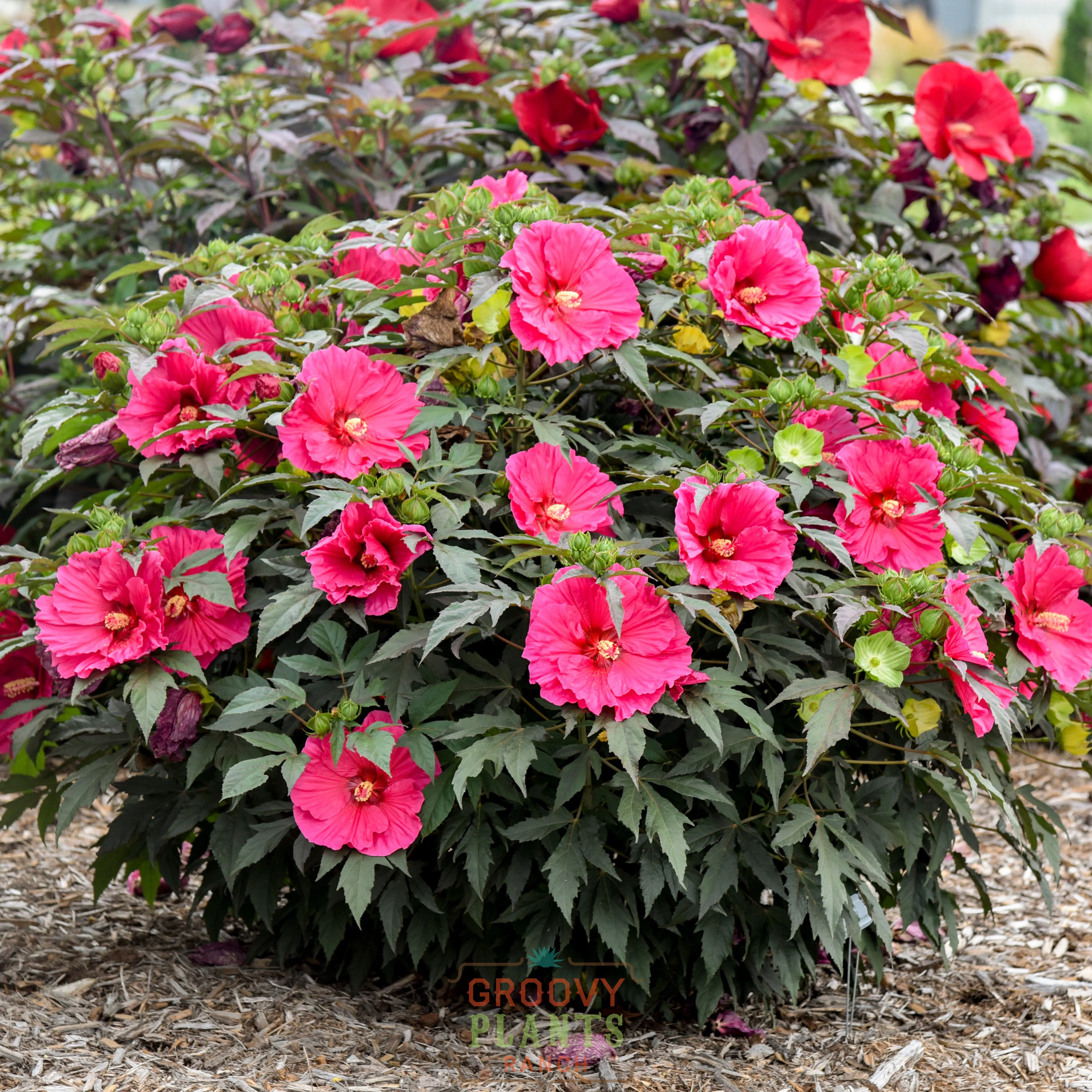 Hibiscus 'Watermelon Ruffles' - Image 4