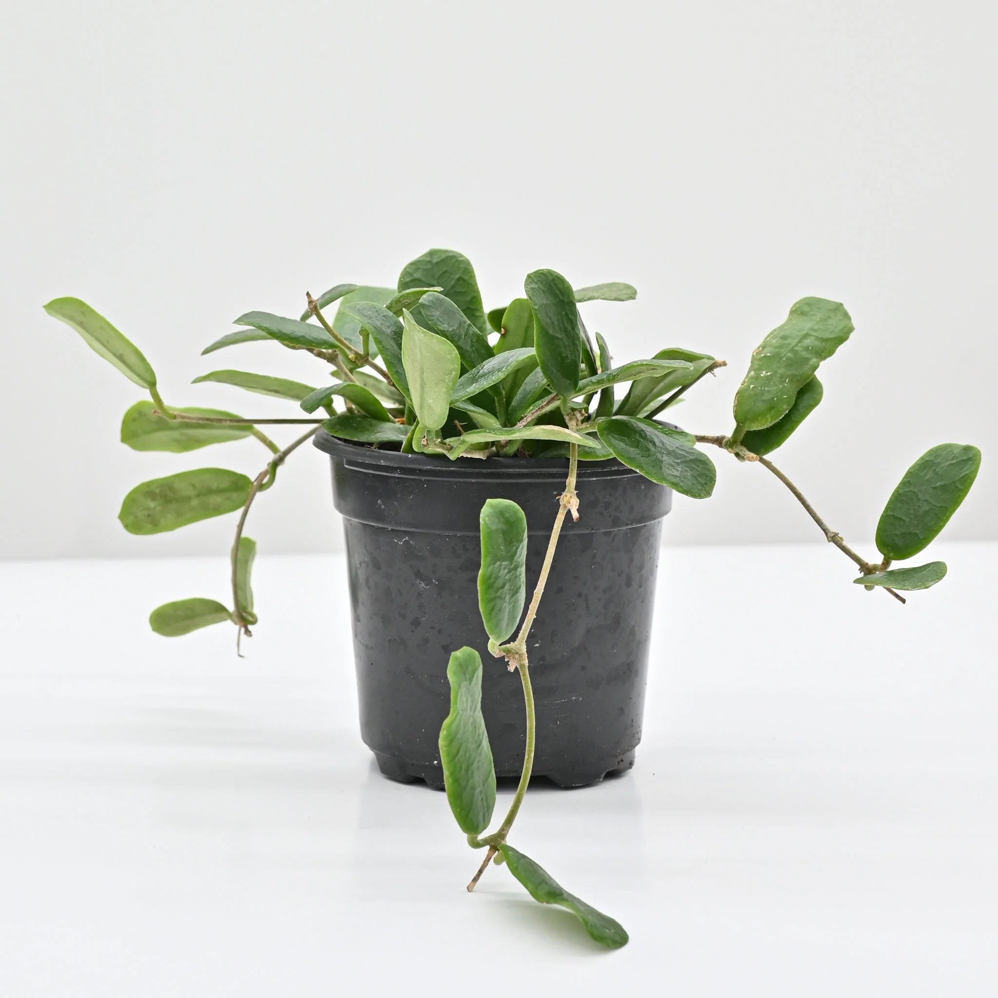 Hoya rotundifolia | Wax Plant - Image 3