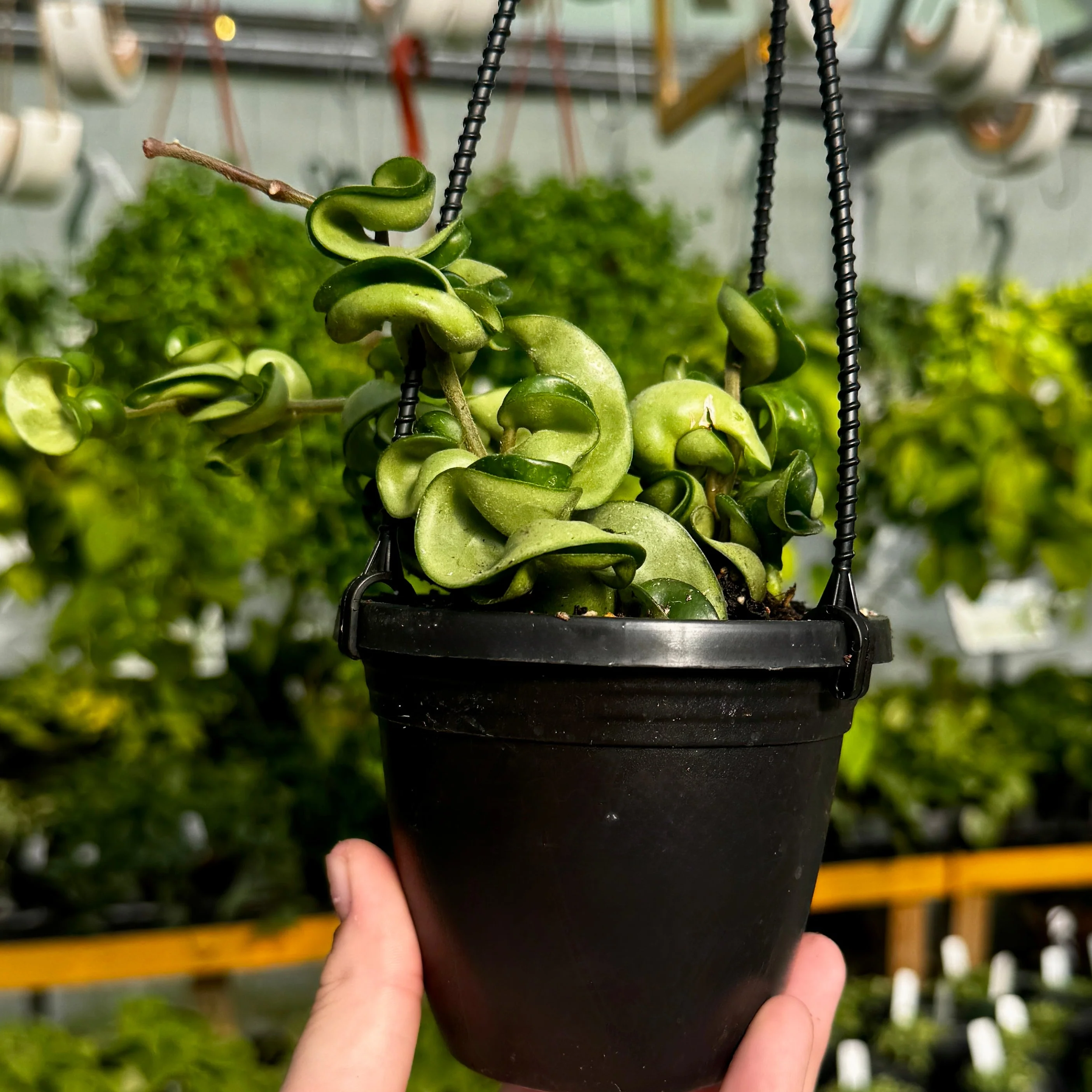 Hindu Rope Hoya | Hoya Compacta - Image 2