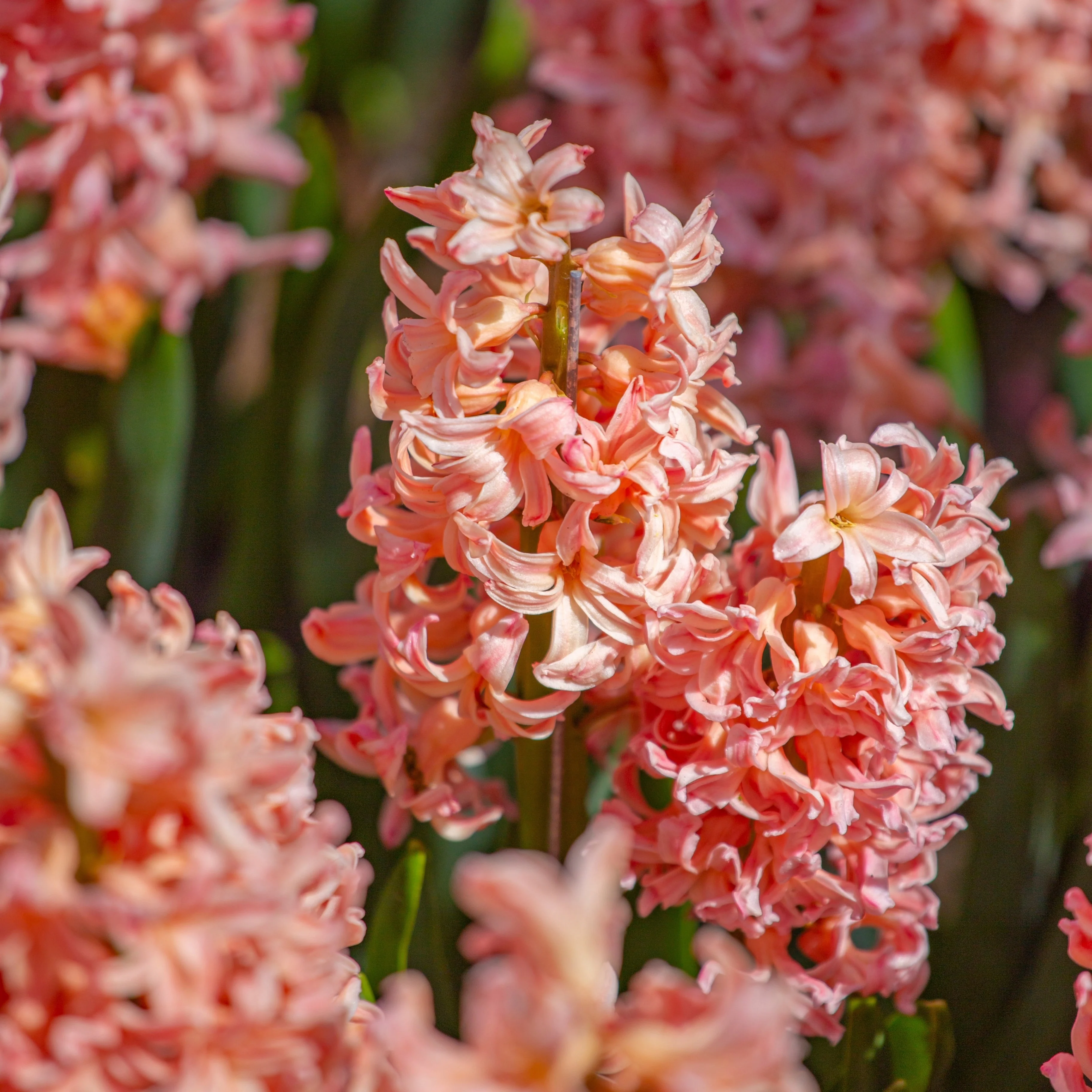 Hyacinth 'Gipsy Queen' - Image 2