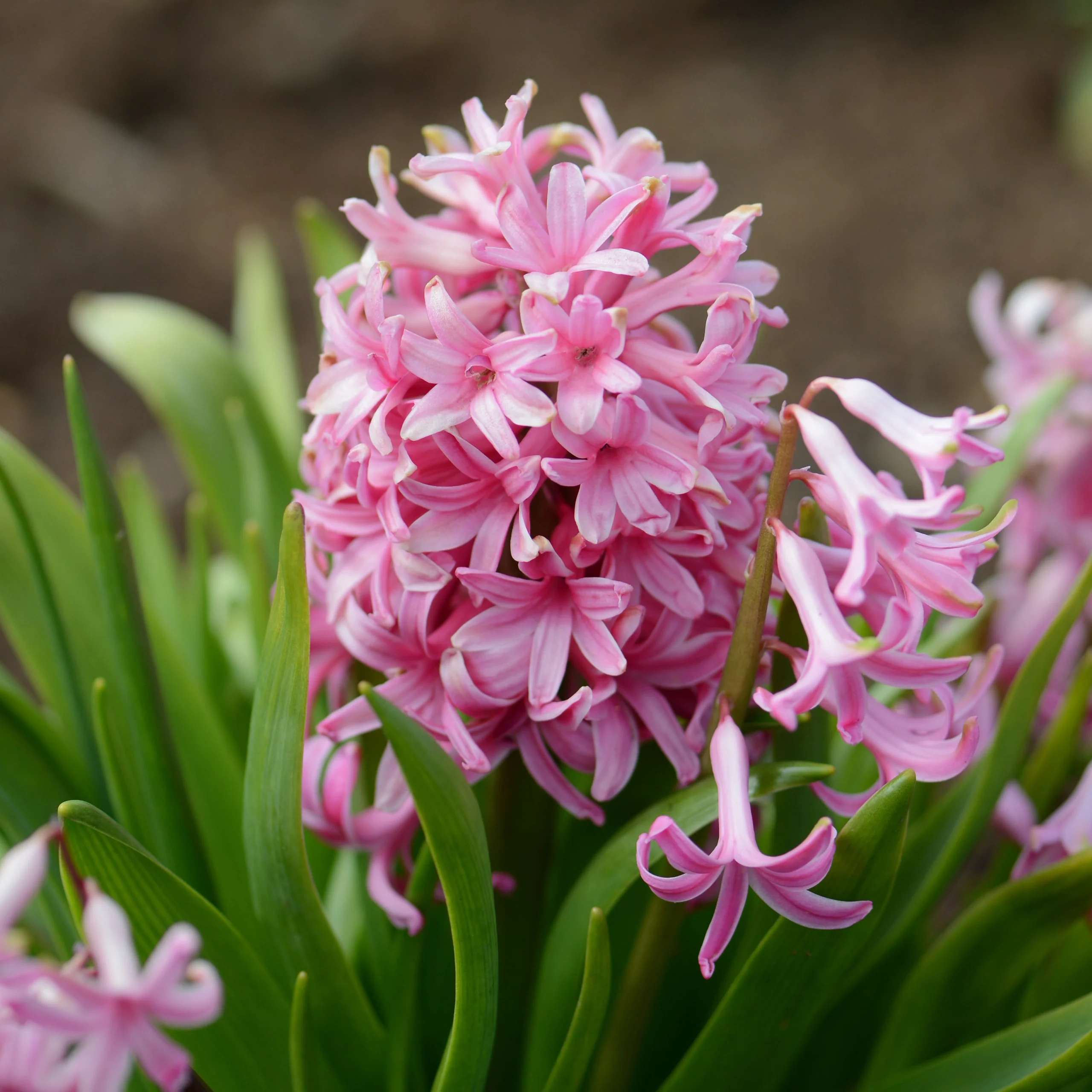 Hyacinth 'Pink Pearl'