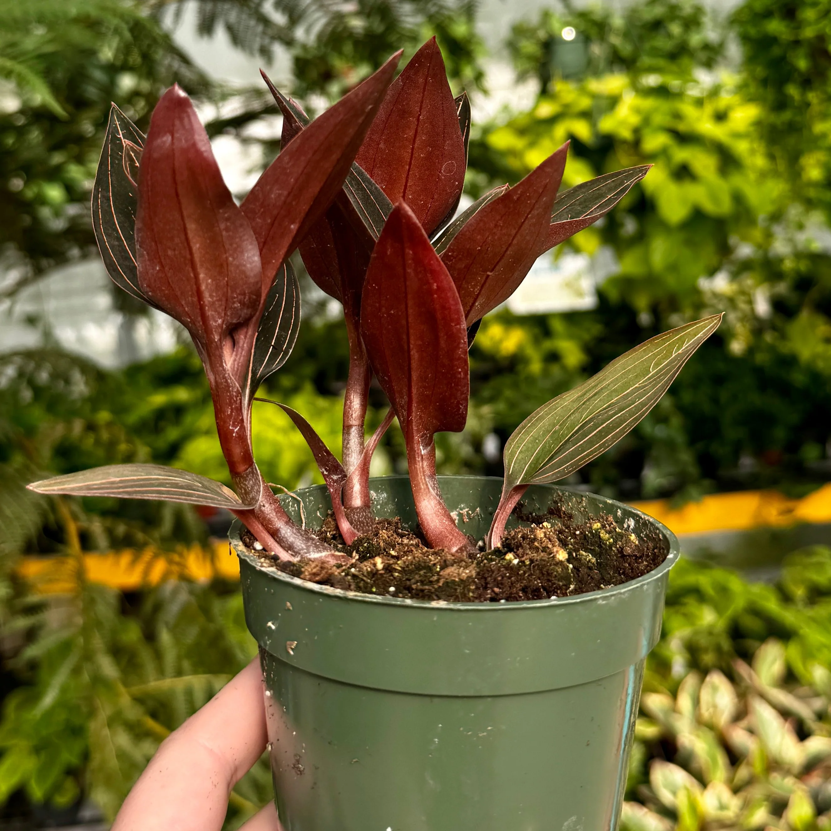 Jewel Orchid | Ludisia Discolor - Image 3