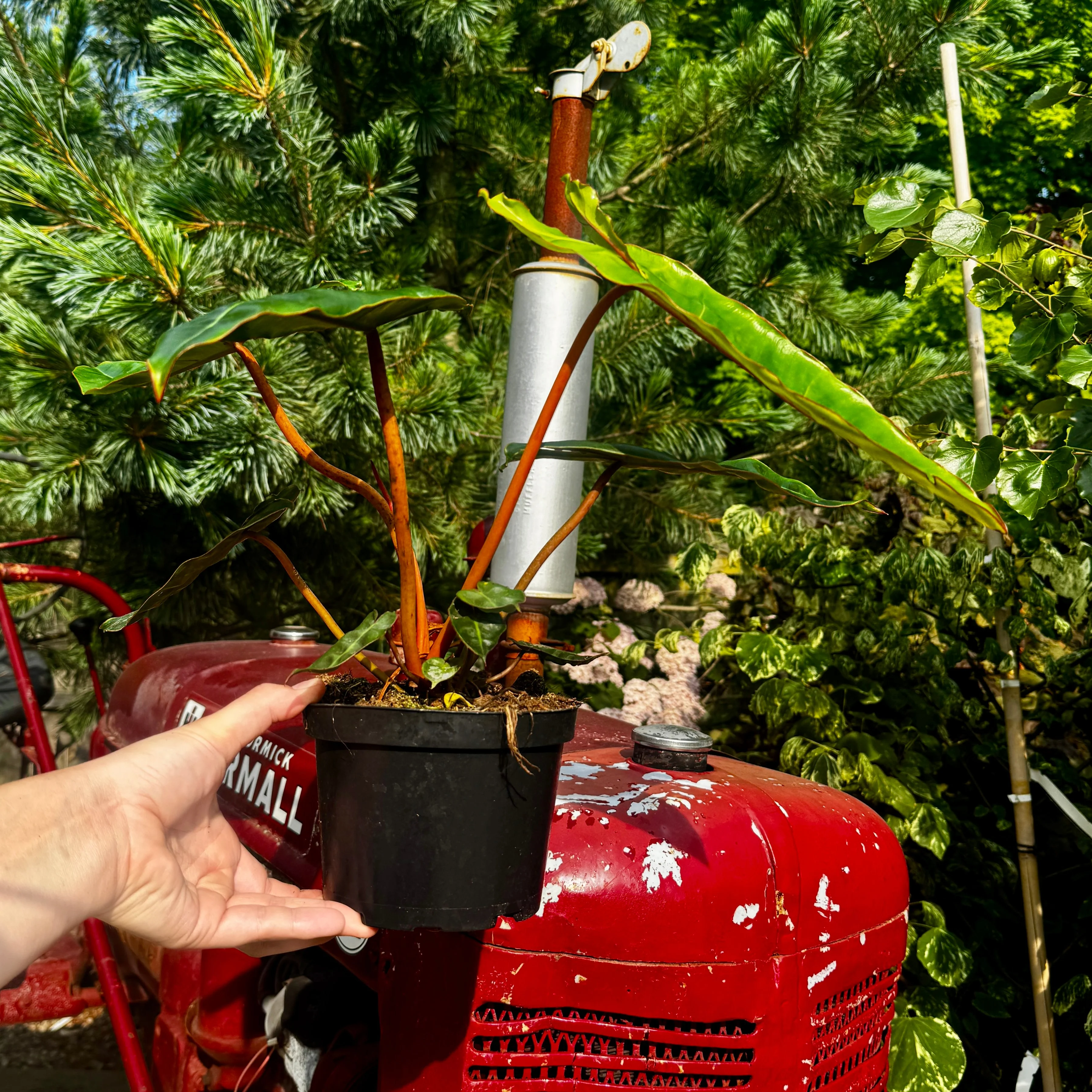 6" Philodendron Billie | Philodendron Billietiae - Image 3