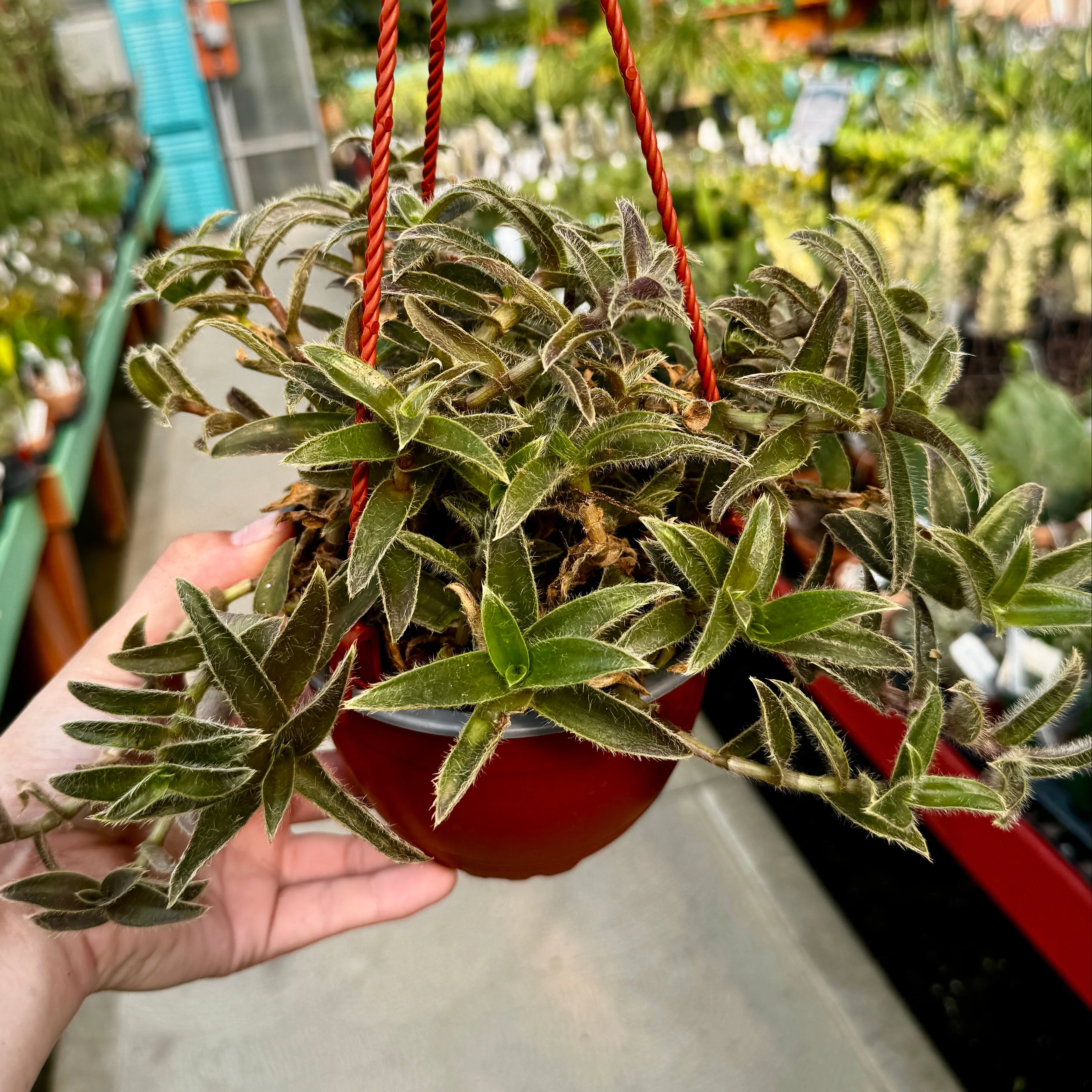 Kitten Ears Hanging Basket | Cyanotis Somaliensis
