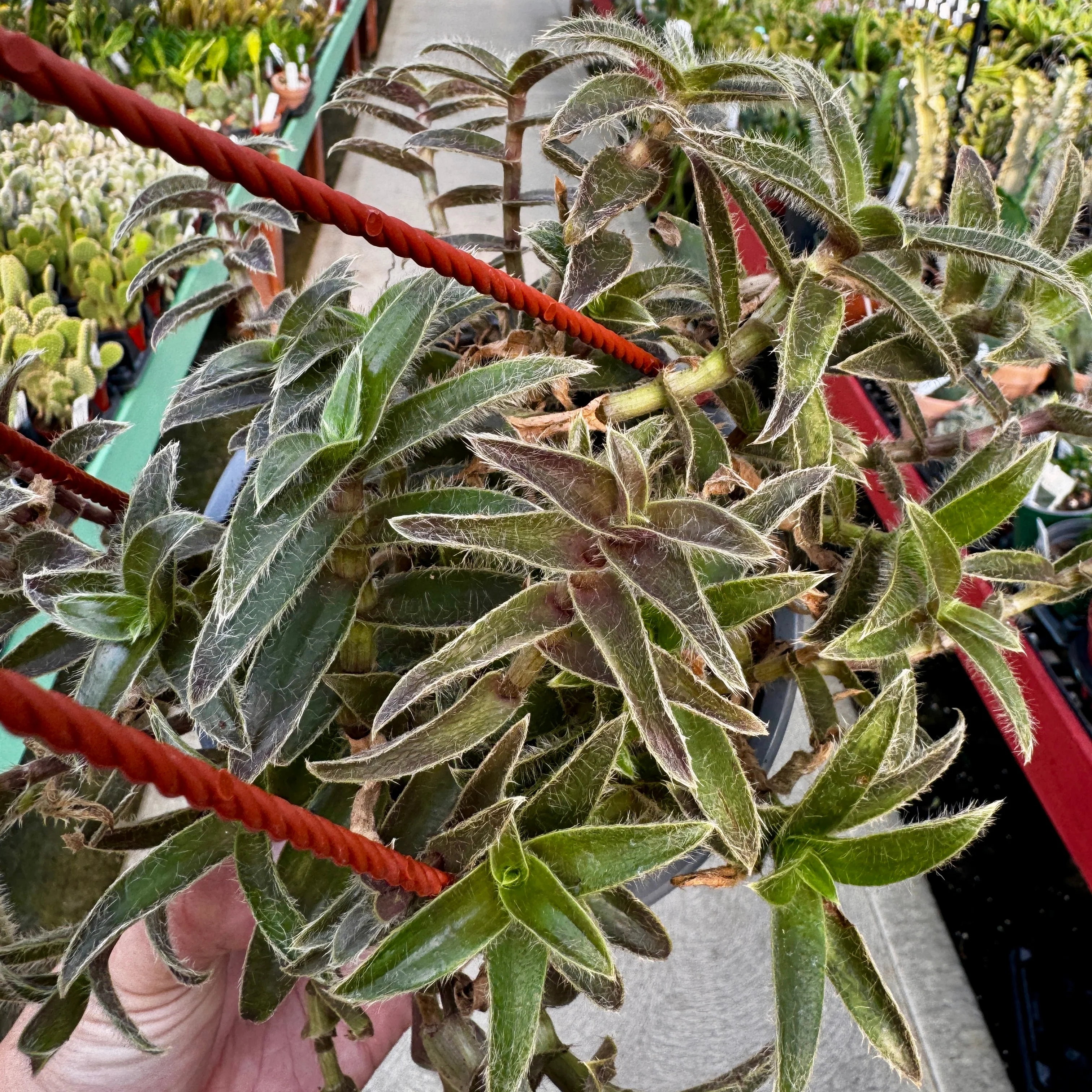 Kitten Ears Hanging Basket | Cyanotis Somaliensis - Image 2