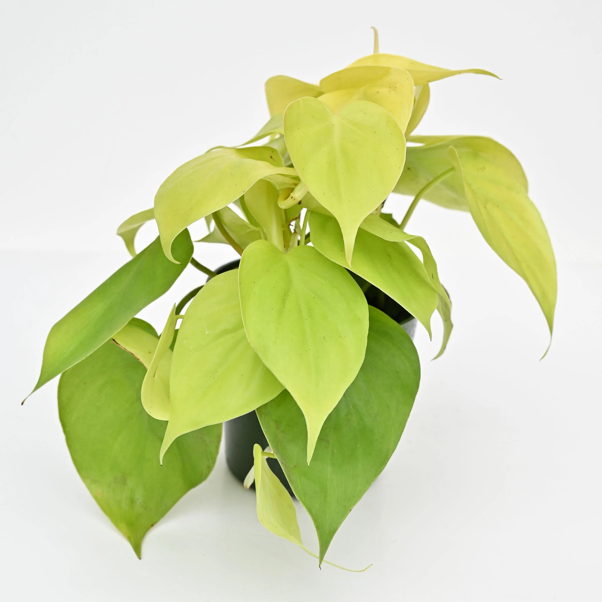 Lemon Lime Vine | Philodendron Hederaceum 'Lemon Lime' - Image 3