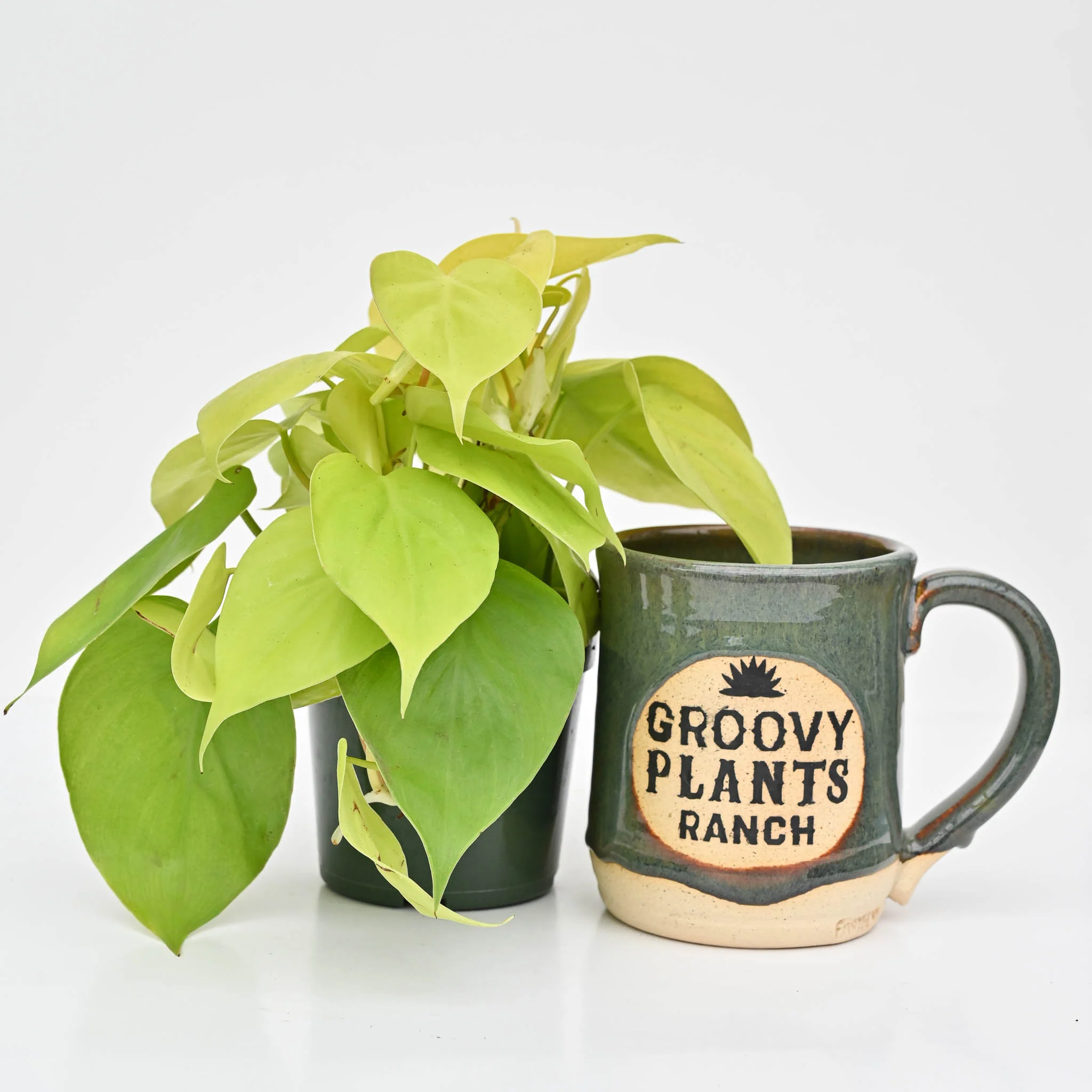 Lemon Lime Vine | Philodendron Hederaceum 'Lemon Lime' - Image 4