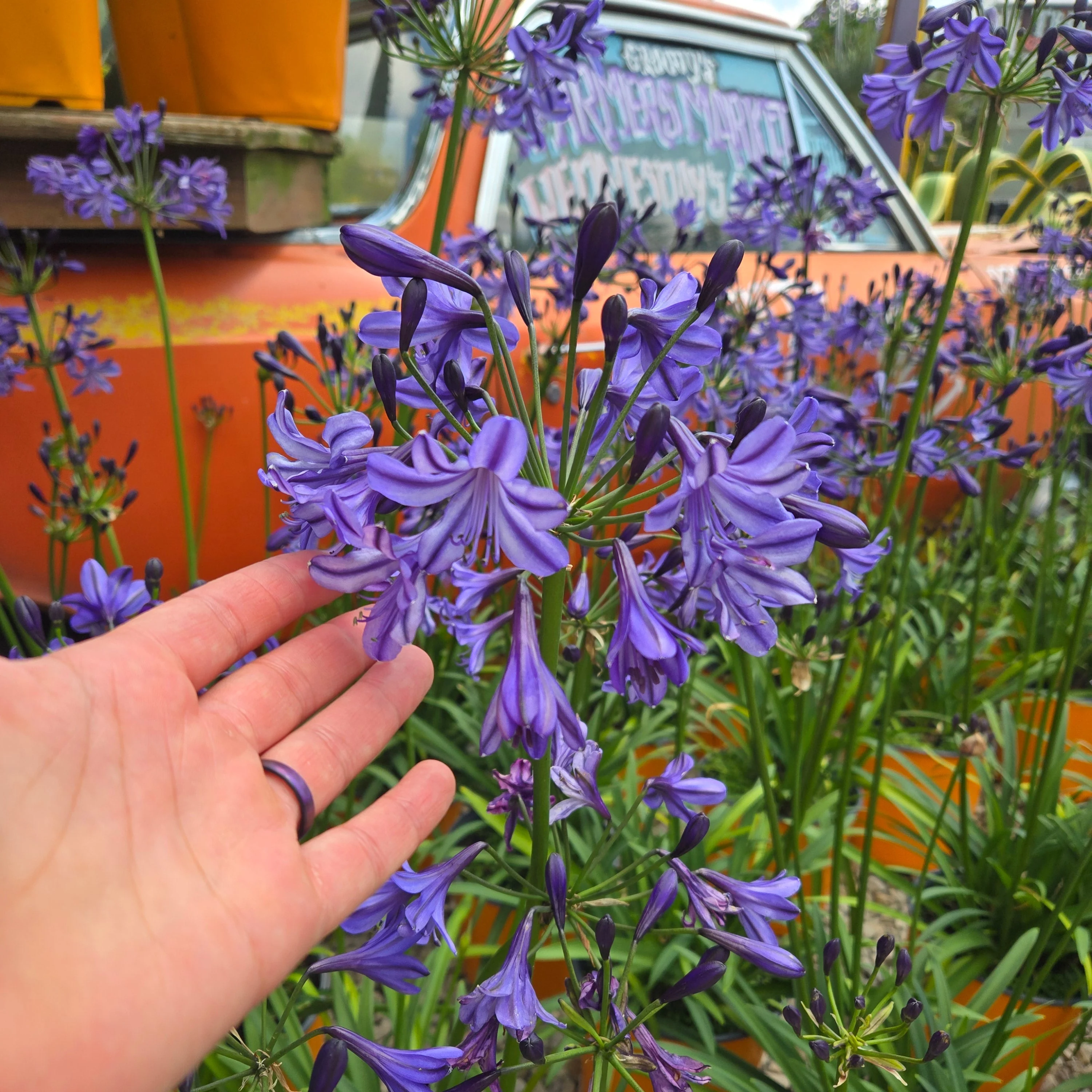 Lily of the Nile | Agapanthus 'Poppin’ Star' - Image 2