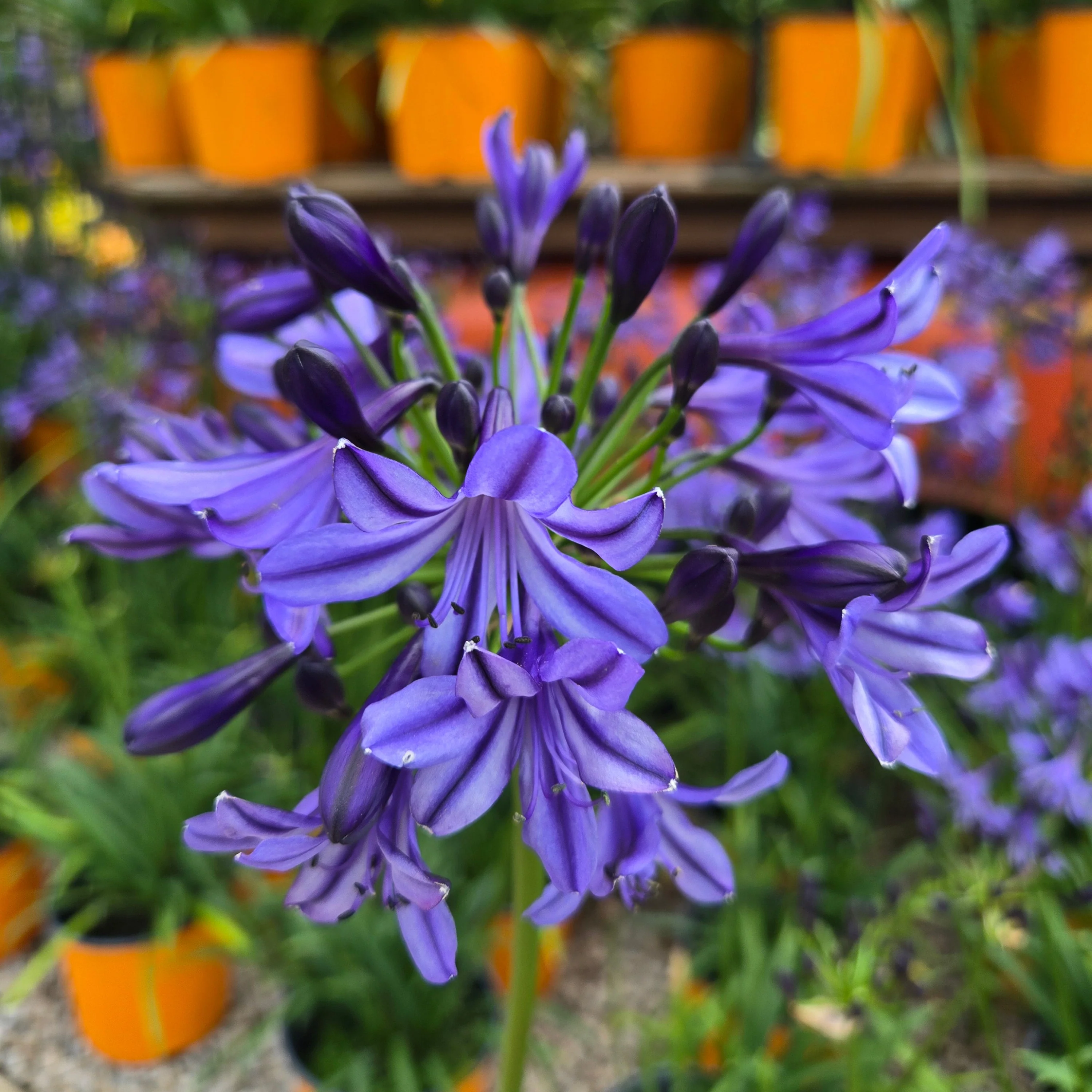 Lily of the Nile | Agapanthus 'Poppin’ Star' - Image 3