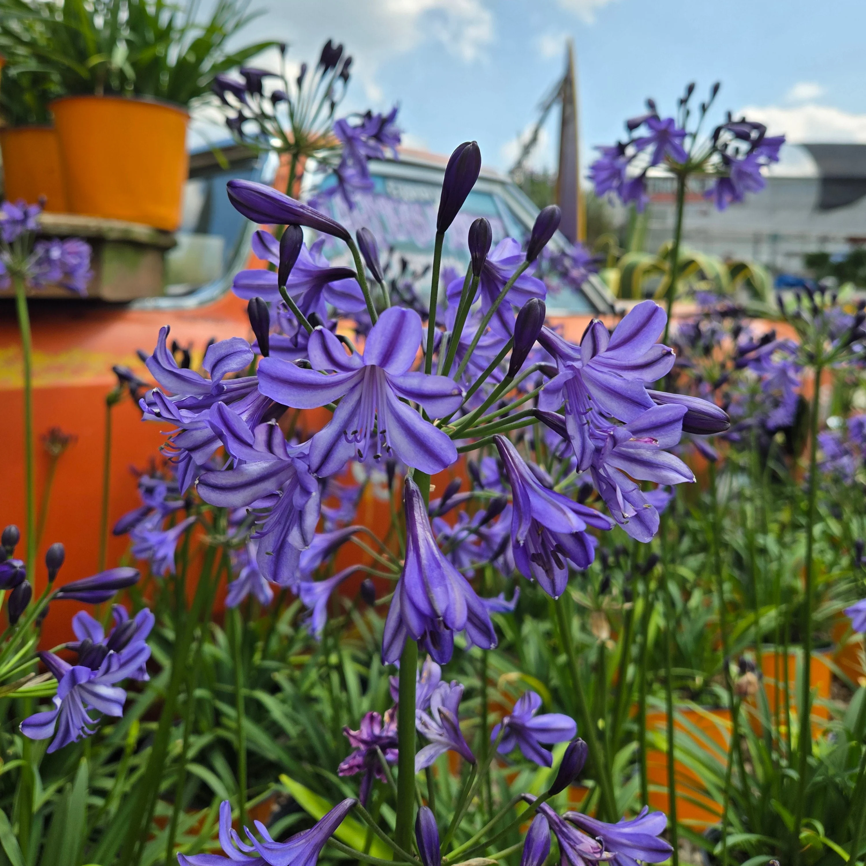 Lily of the Nile | Agapanthus 'Poppin’ Star' - Image 4