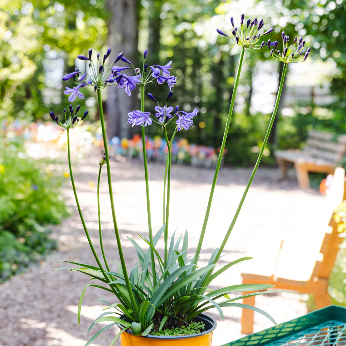 Lily of the Nile | Agapanthus 'Poppin’ Star' - Image 5