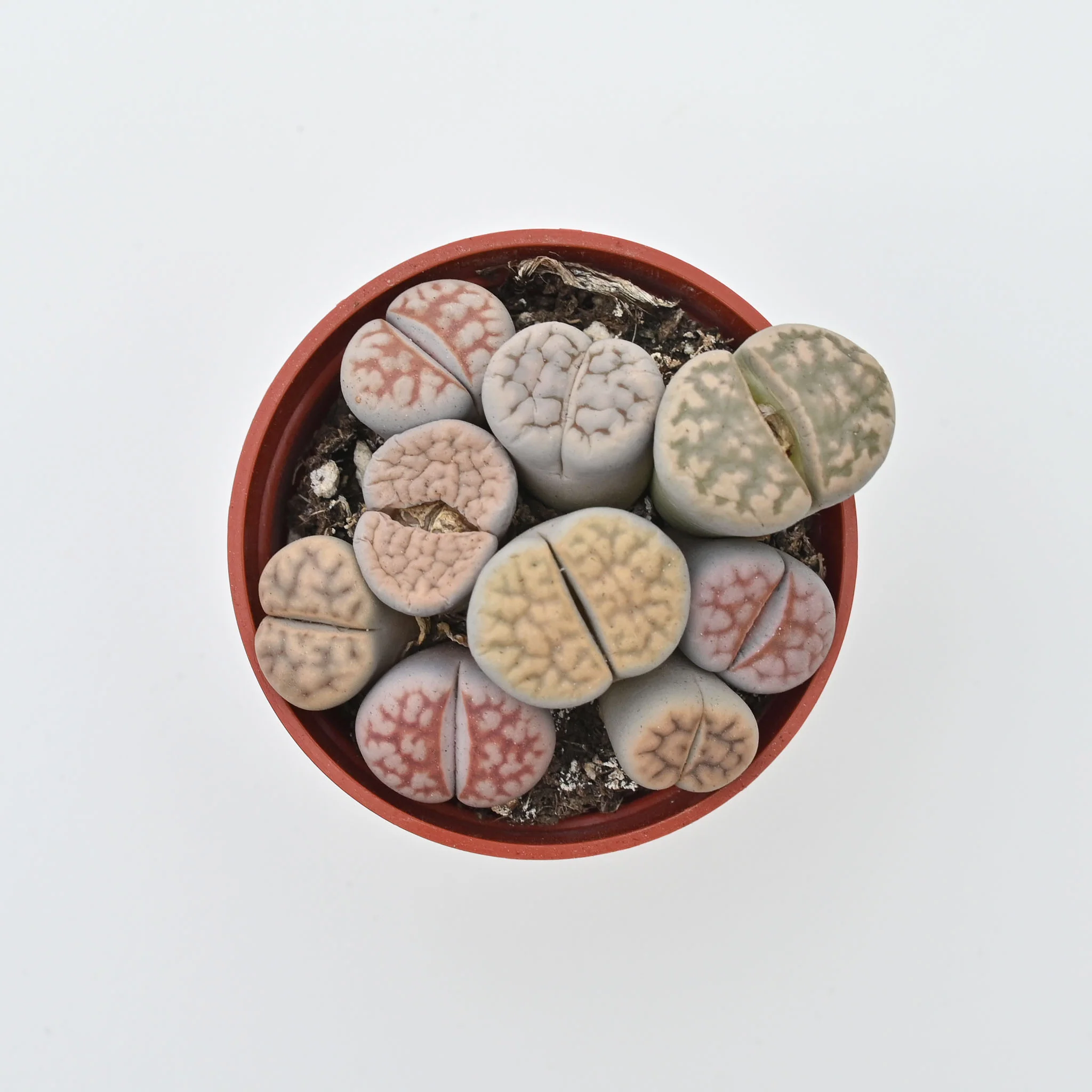 Living Stone Trio | Lithops - Image 2
