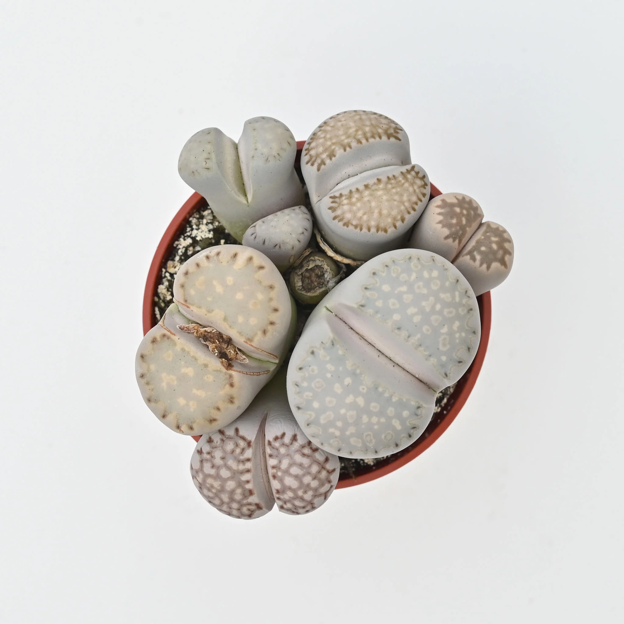Living Stone Trio | Lithops - Image 3